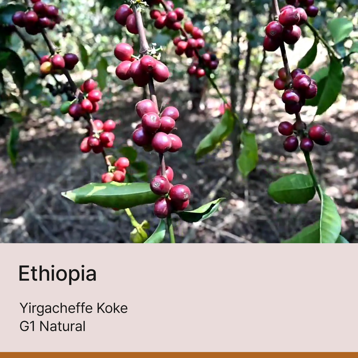 [에티오피아] 예가체프 코케 G1 내추럴