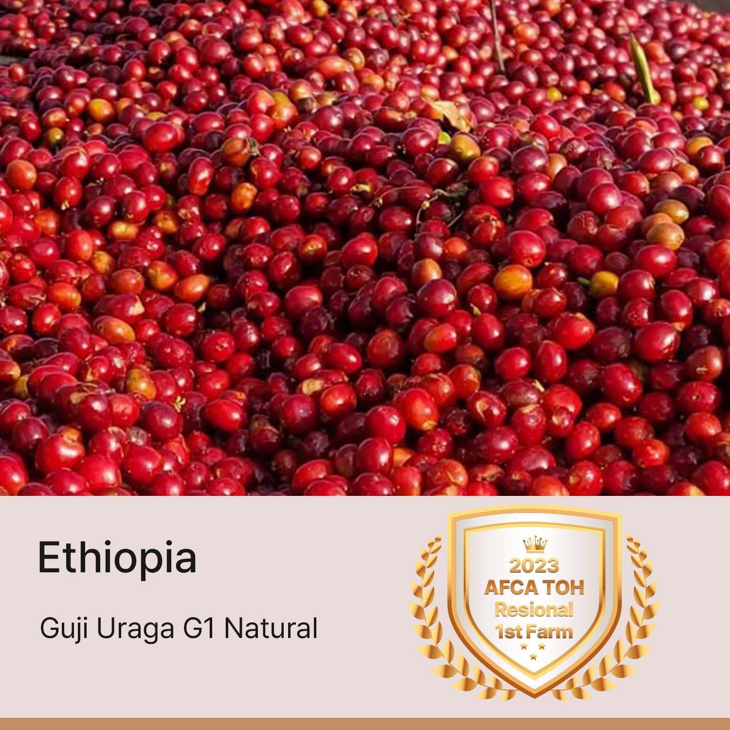 [에티오피아] 구지 우라가 G1 내추럴 AFCA