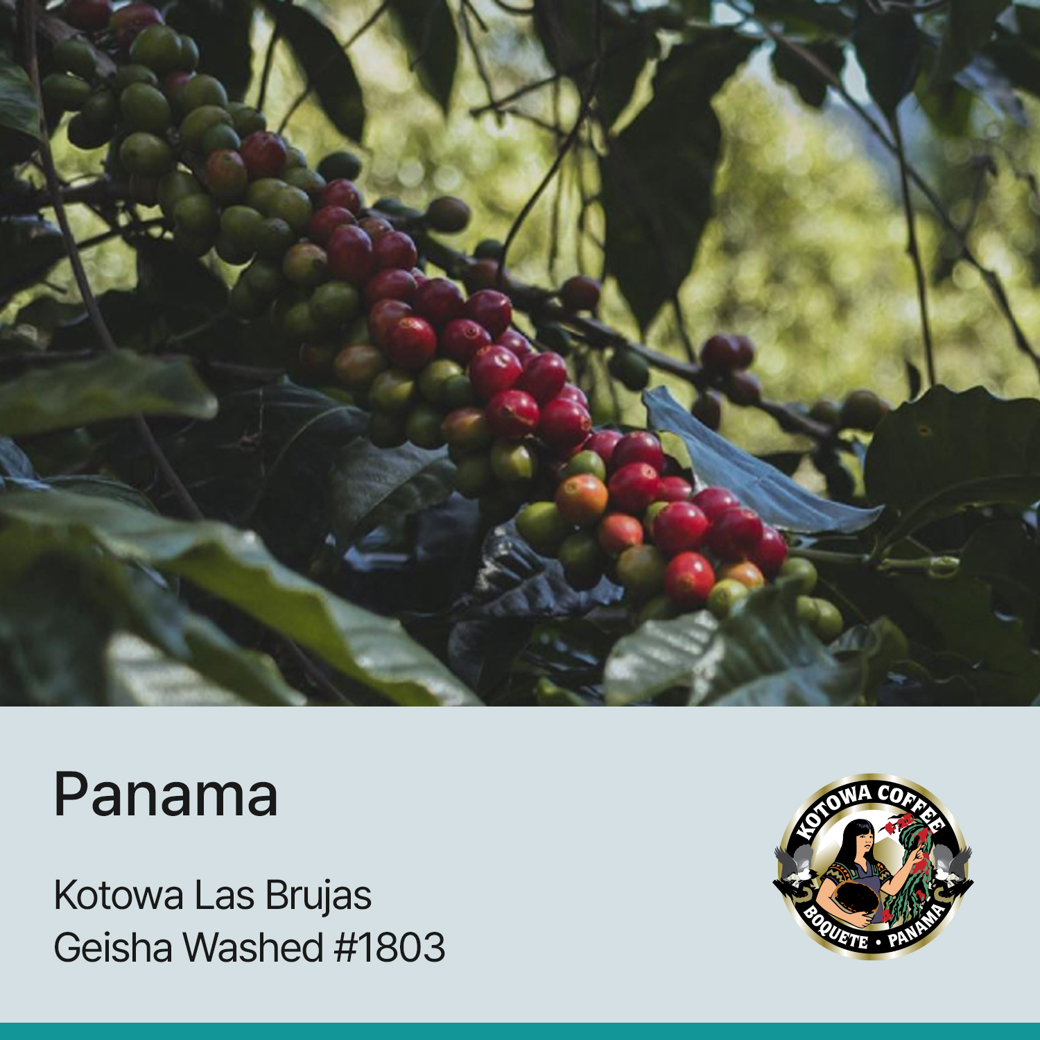 [가격인하][파나마] 카페 코토와 라스 브루하스 게이샤 워시드 #1803