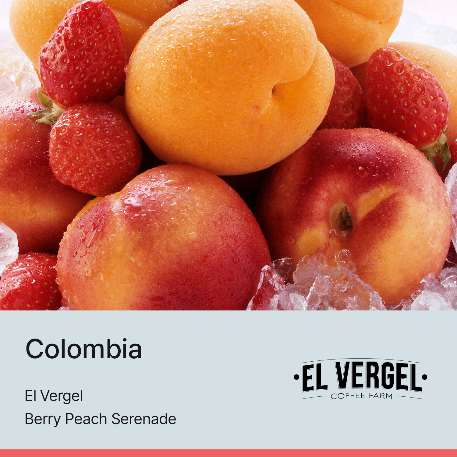 [콜롬비아] 베리피치 세레나데