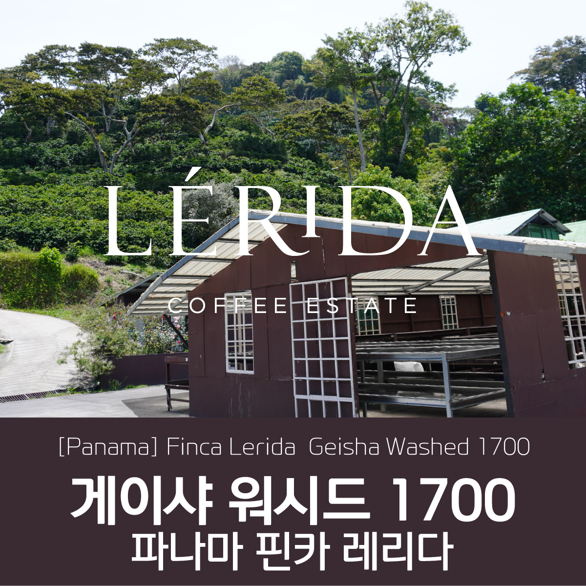 [가격인하]파나마 핀카 레리다 게이샤 워시드 1700