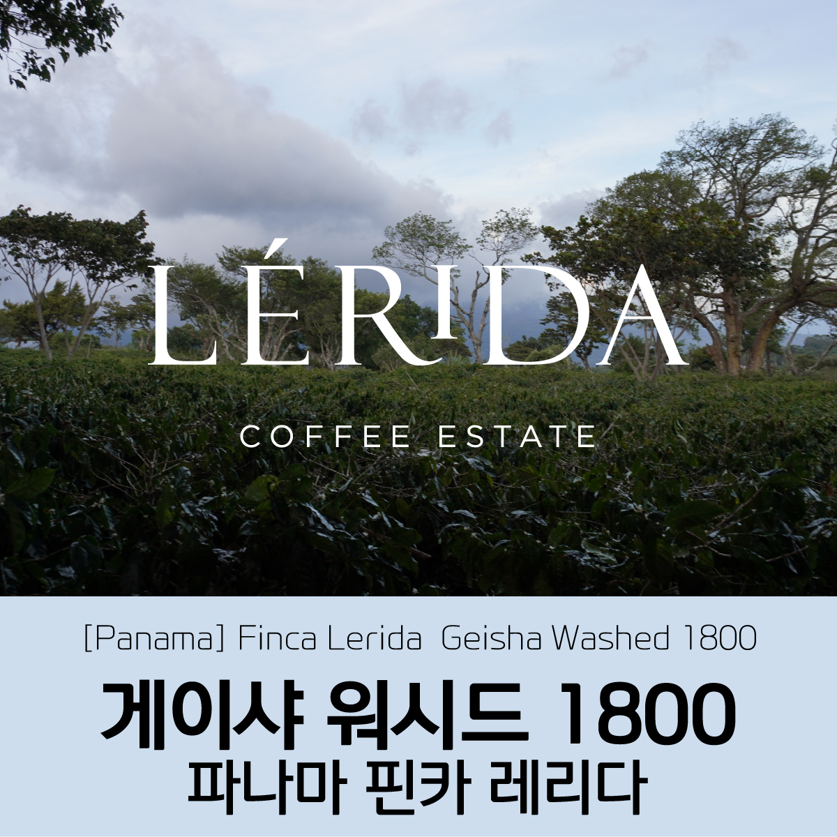 [가격인하][파나마] 핀카 레리다 게이샤 워시드 1800 #0125