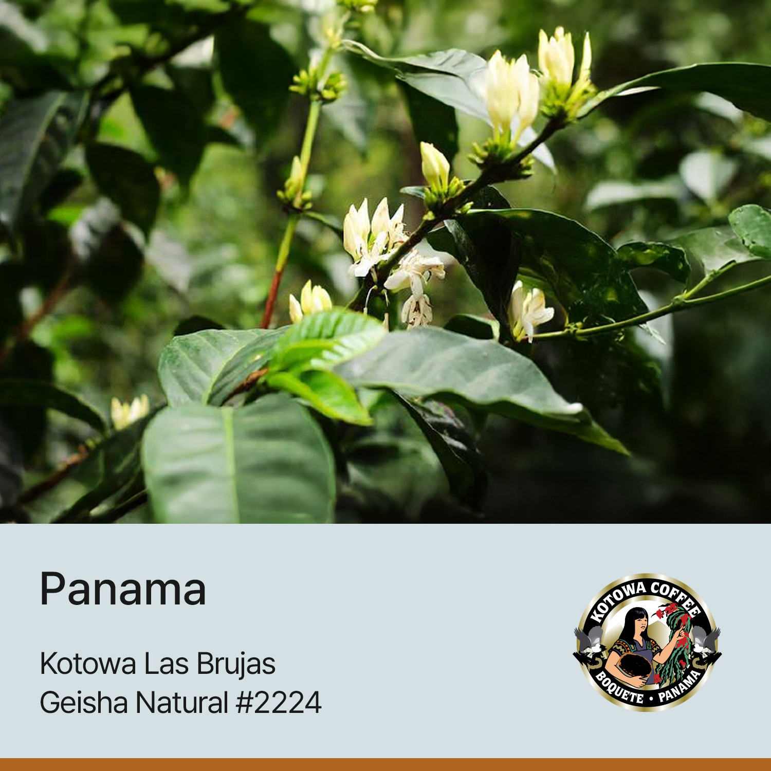 [가격인하][파나마] 카페 코토와 라스 브루하스 게이샤 내추럴 #2224