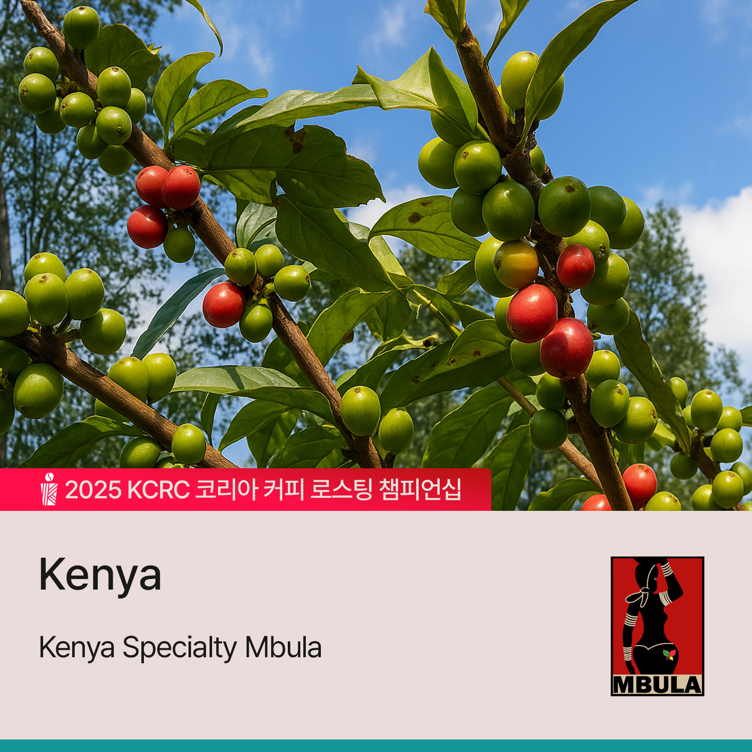 [케냐] 스페셜티 움불라