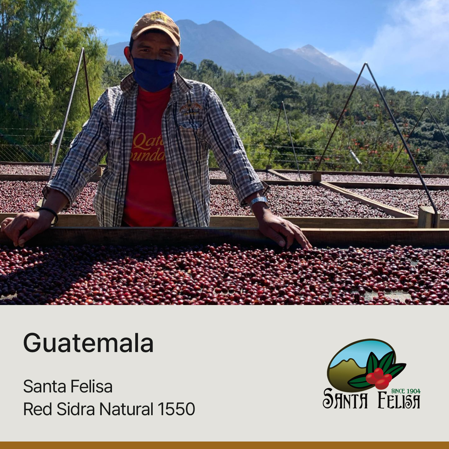 [과테말라] 산타펠리사 레드 시드라 내추럴 1550