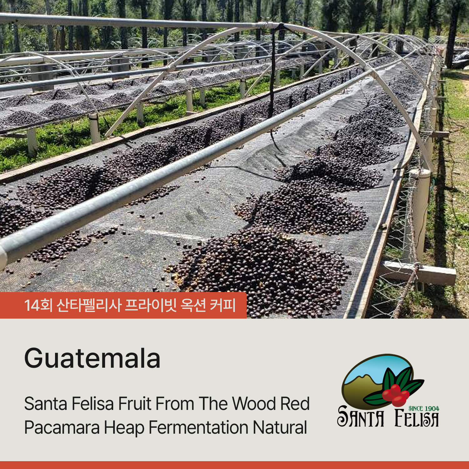 [가격인하][과테말라] 산타펠리사 프룻 프럼 더 우즈 레드 파카마라 힙 퍼먼테이션 내추럴
