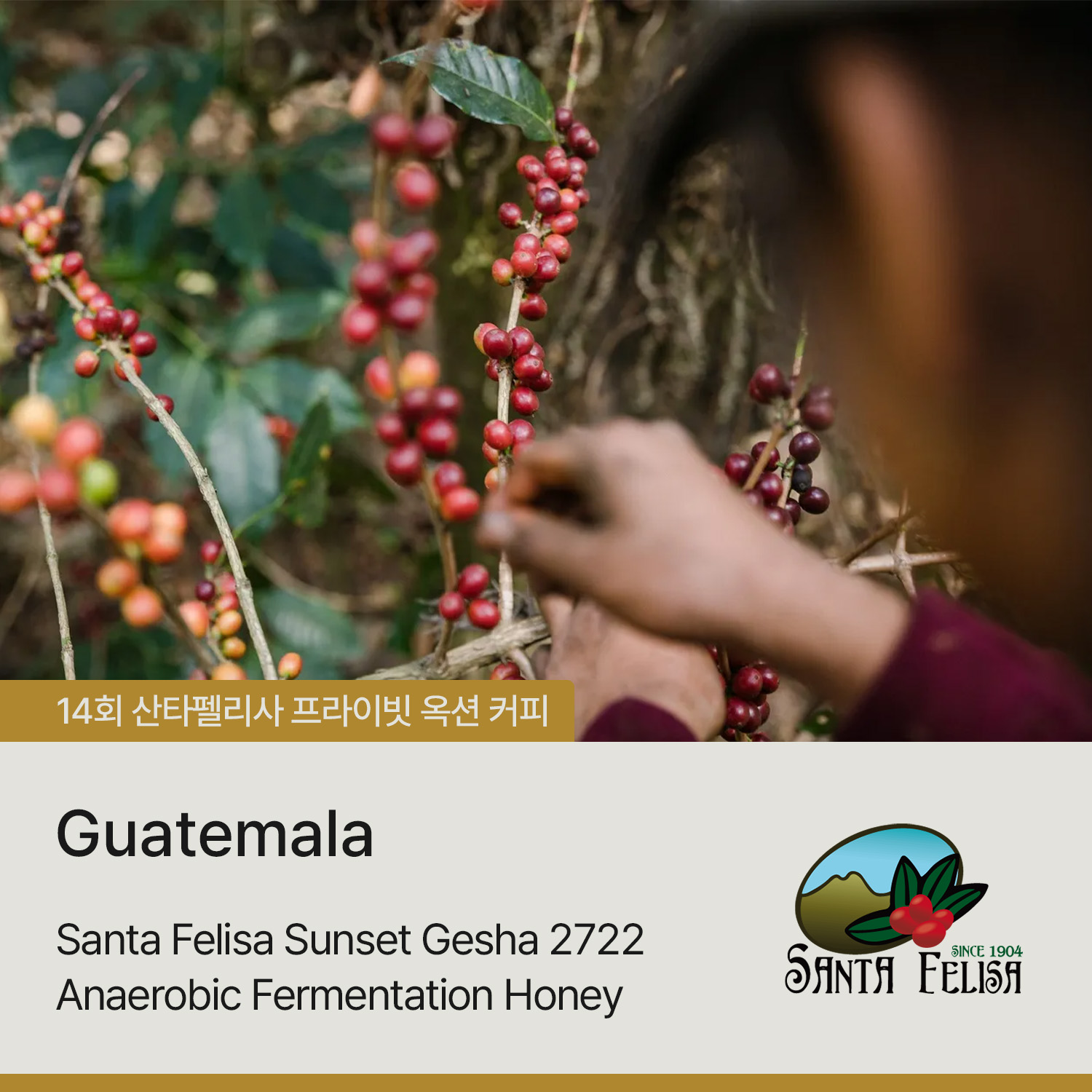 [가격인하][과테말라] 산타펠리사 선셋 게샤 2722 애너로빅 퍼먼테이션 허니