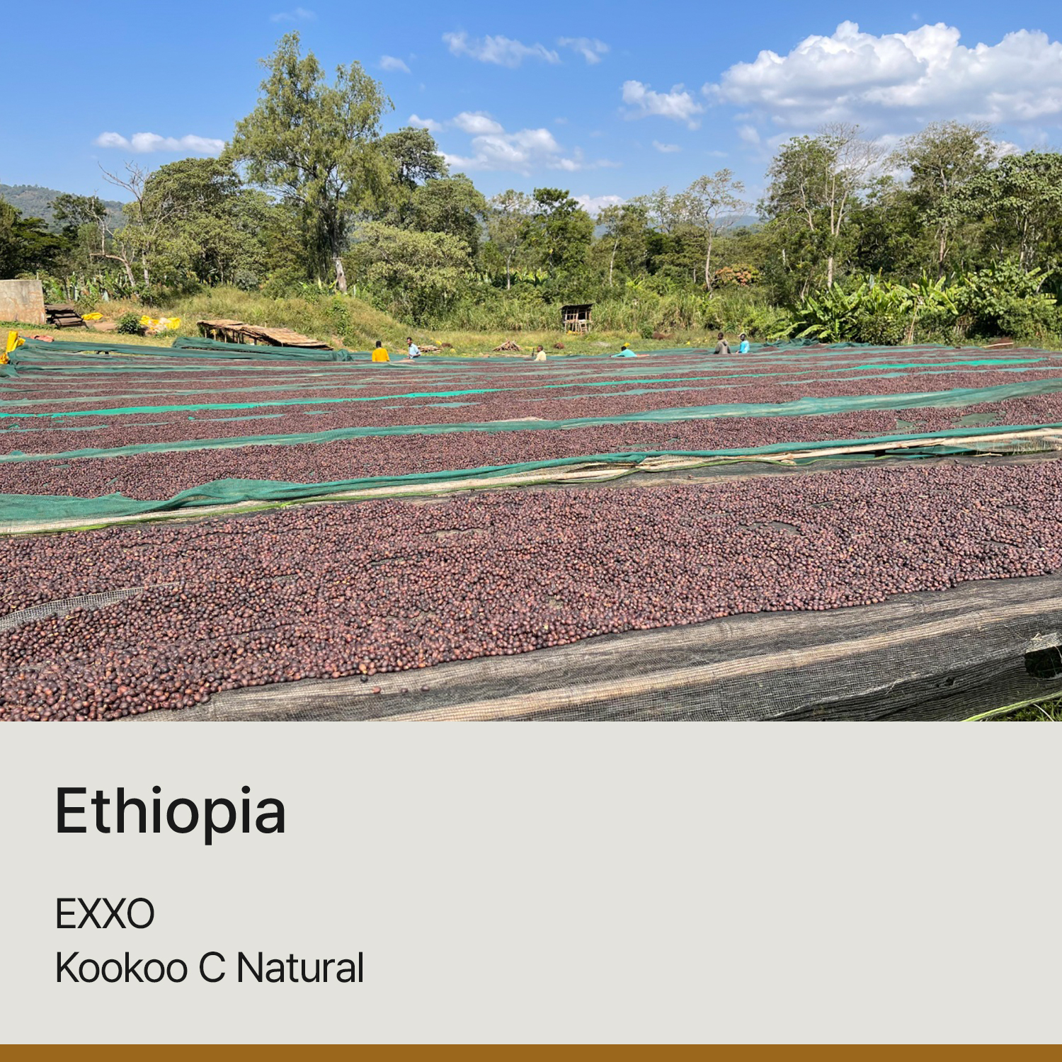 [가격인하][에티오피아] 엑소 쿠쿠 C 내추럴