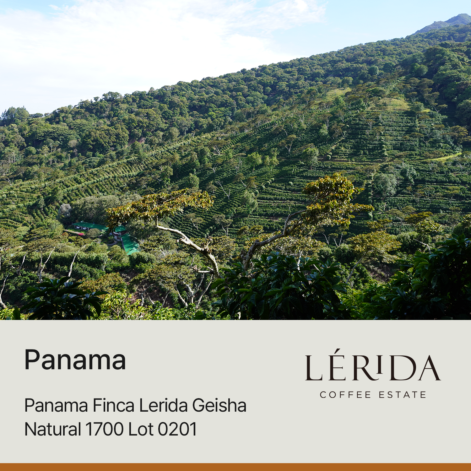 [파나마] 핀카 레리다 게이샤 내추럴 1700 Lot 0201