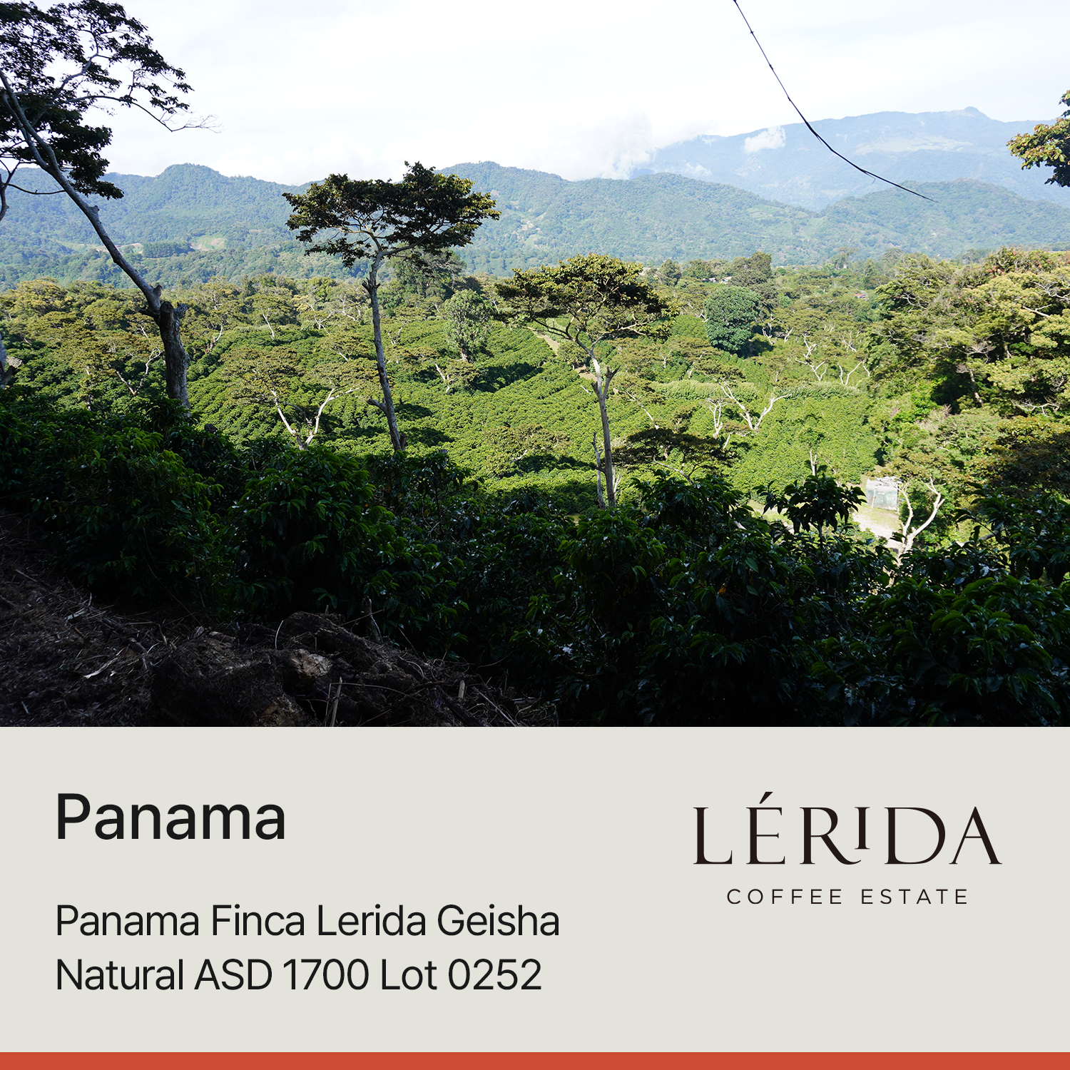 [파나마] 핀카 레리다 게이샤 내추럴 ASD 1700 Lot 0252