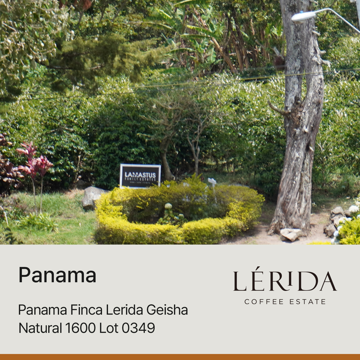 [파나마] 핀카 레리다 게이샤 내추럴 1600 Lot 0349