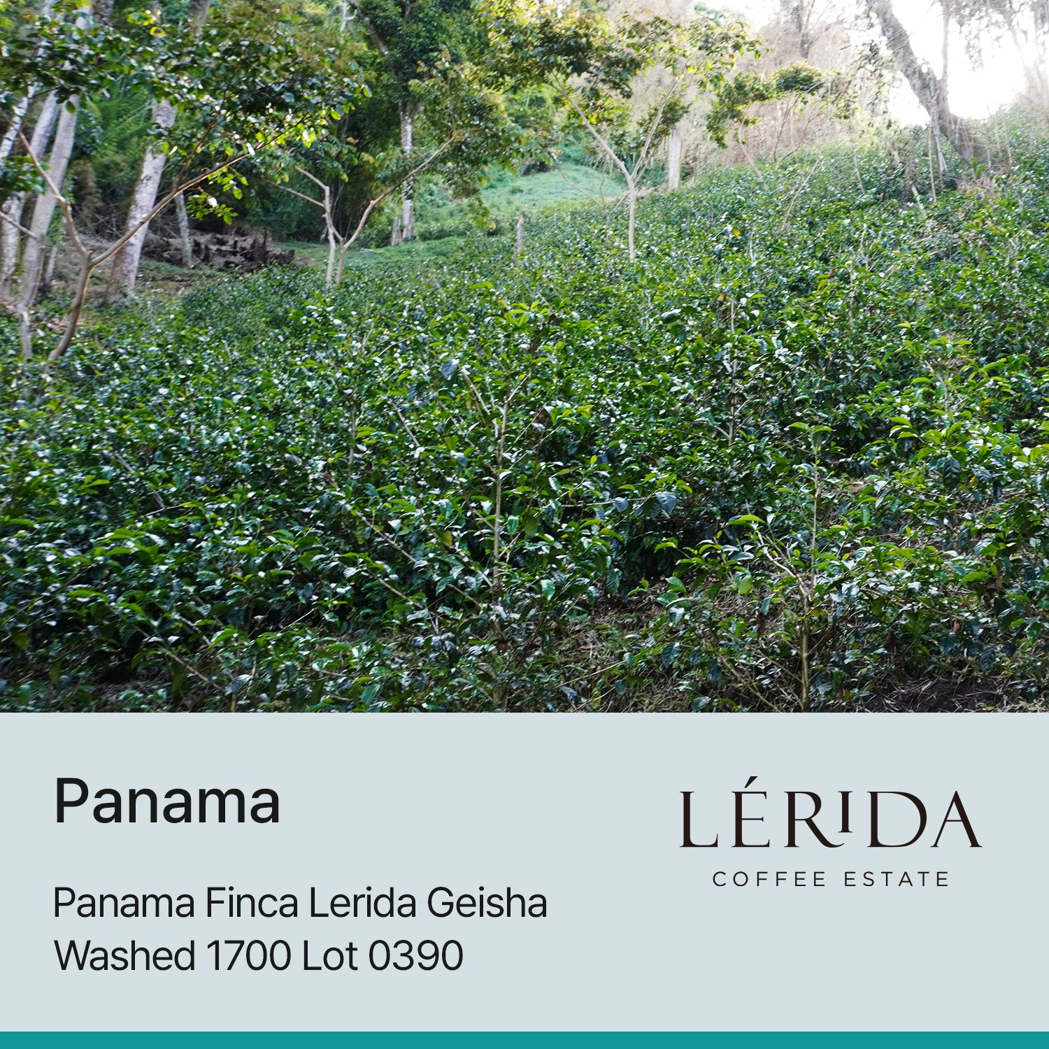 [파나마] 핀카 레리다 게이샤 워시드 1700 Lot 0390