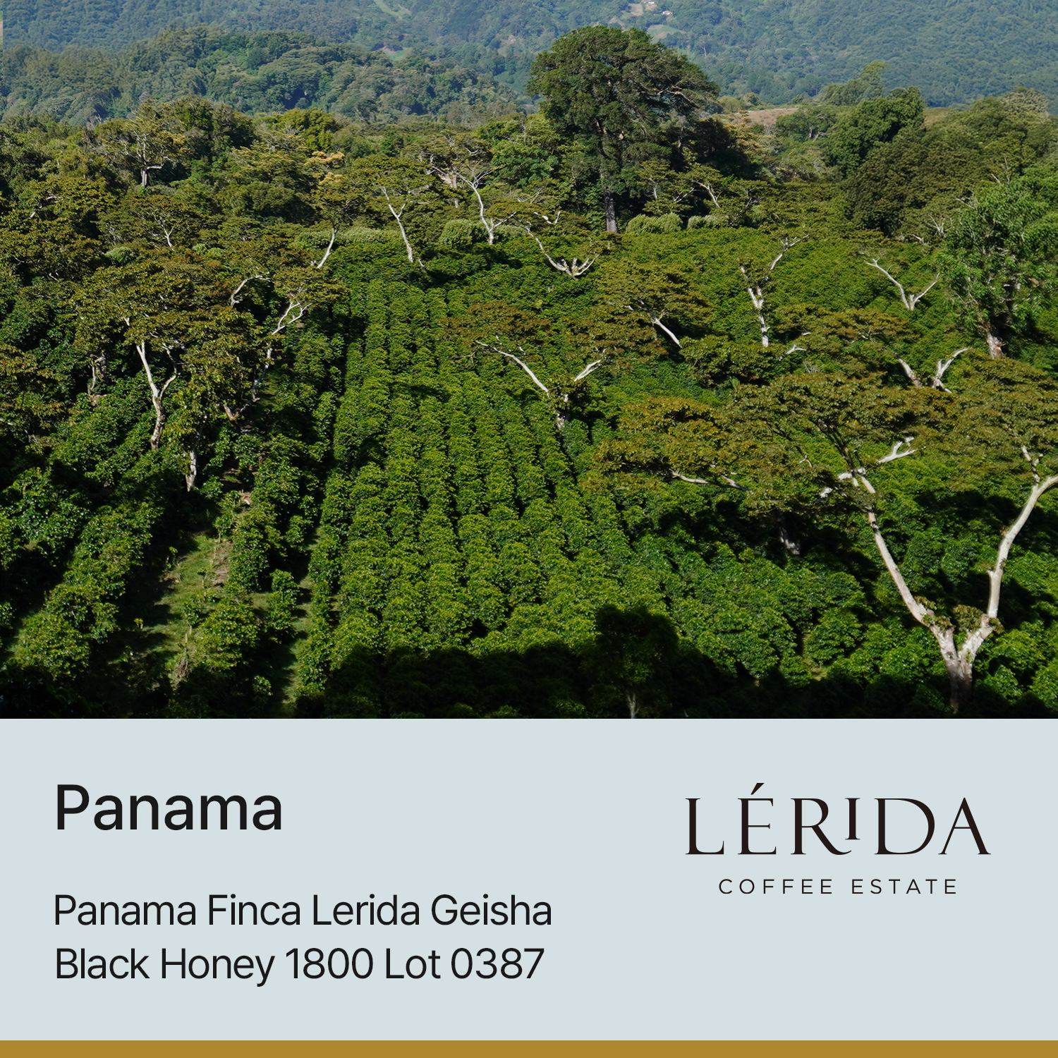 [파나마] 핀카 레리다 게이샤 블랙허니 1800 Lot 0387