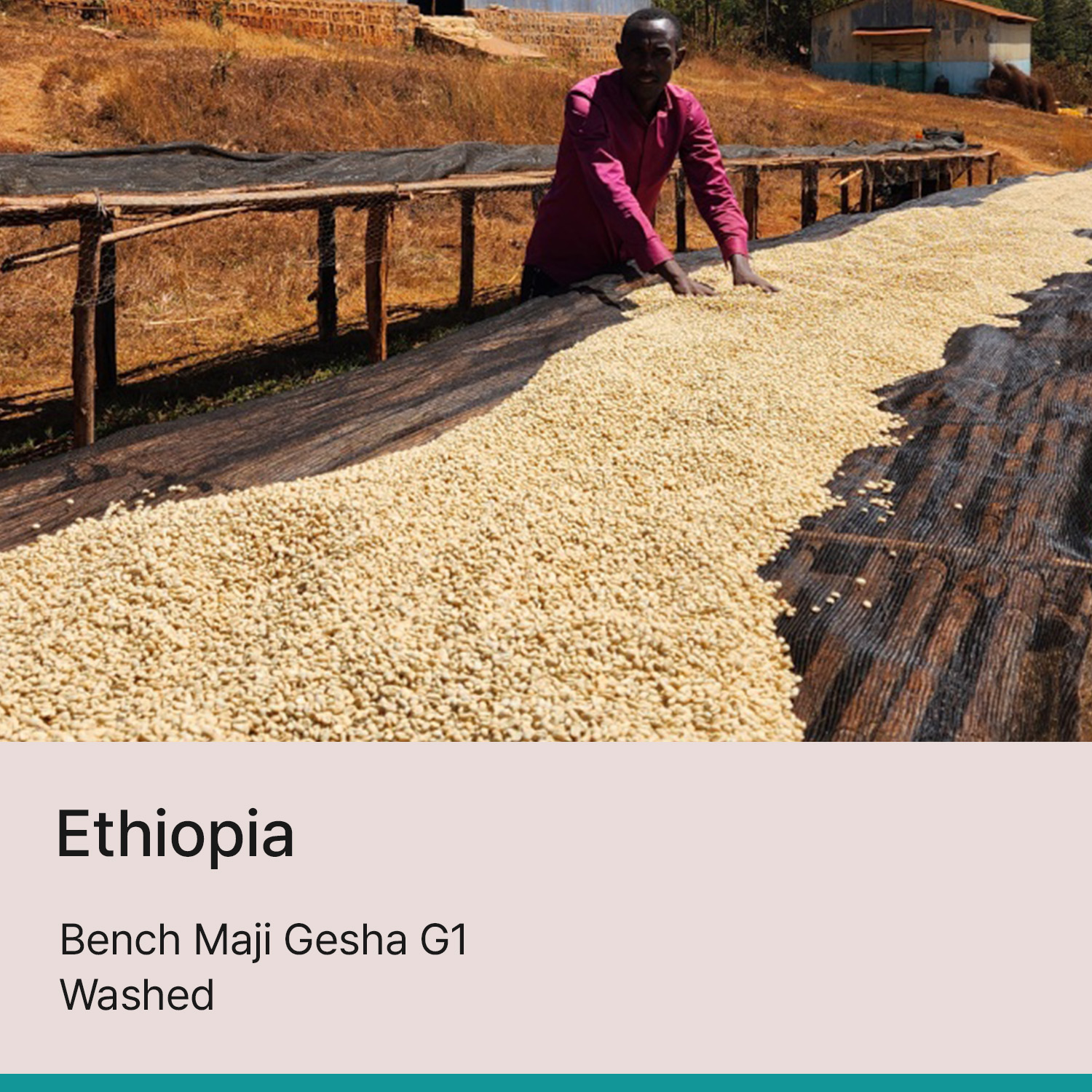 [에티오피아] 벤치 마지 게샤 G1 워시드
