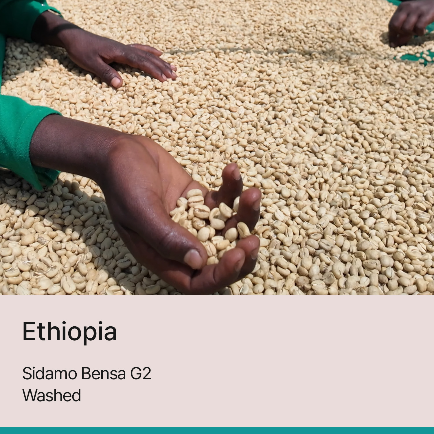 [에티오피아] 시다모 벤사 G2 워시드