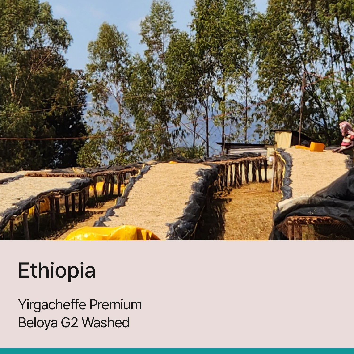 [에티오피아] 예가체프 프리미엄