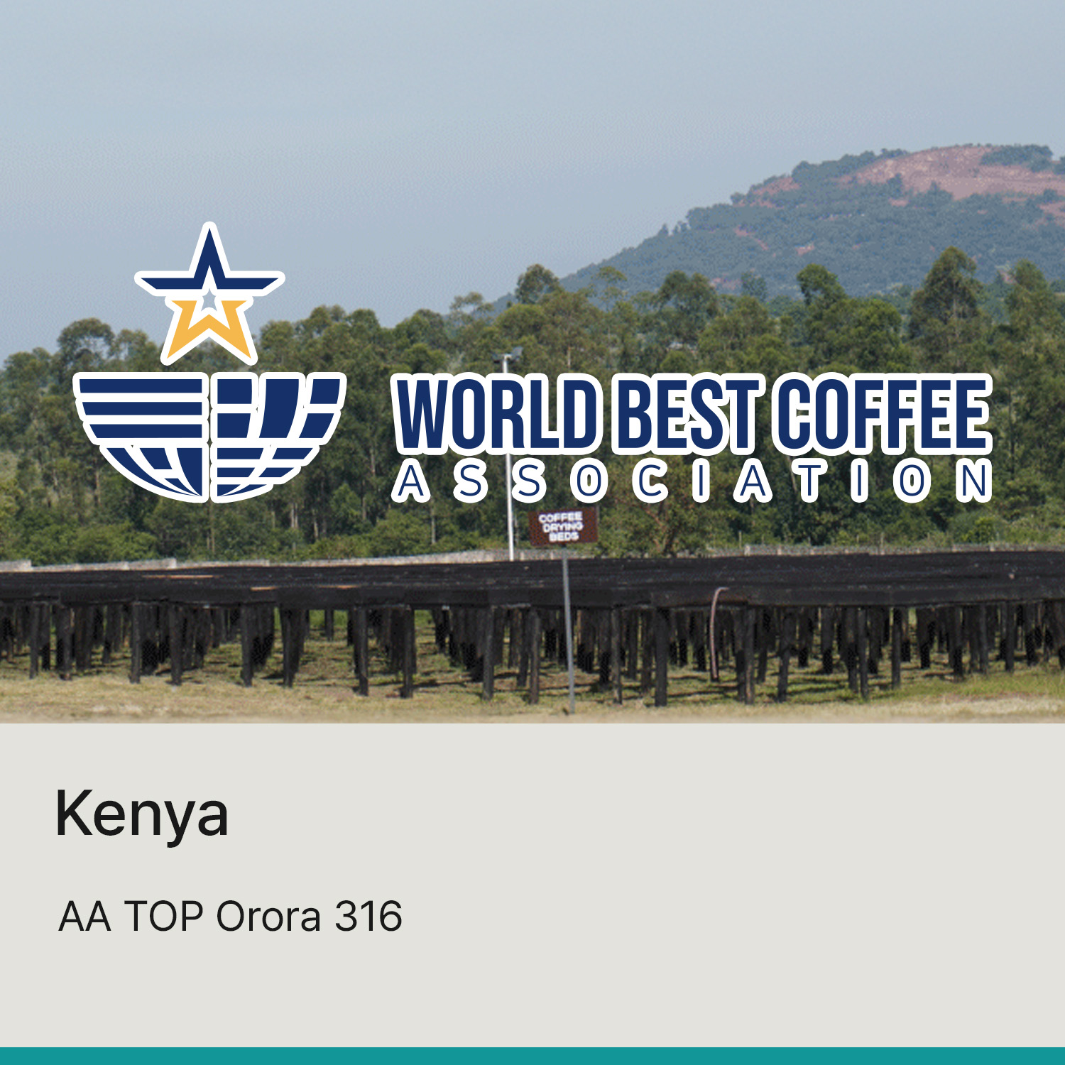 [케냐] AA TOP 오로라 316