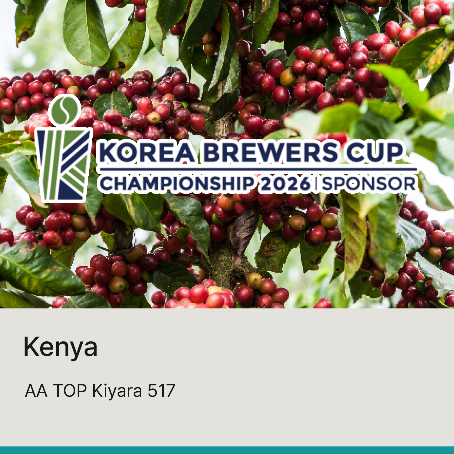 [케냐] AA TOP 키야라 517