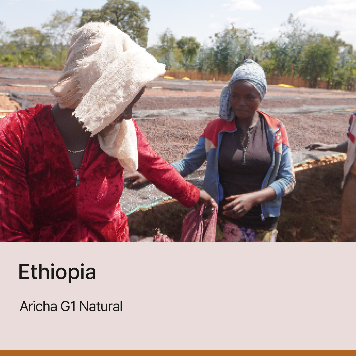 [에티오피아] 아리차 G1 내추럴