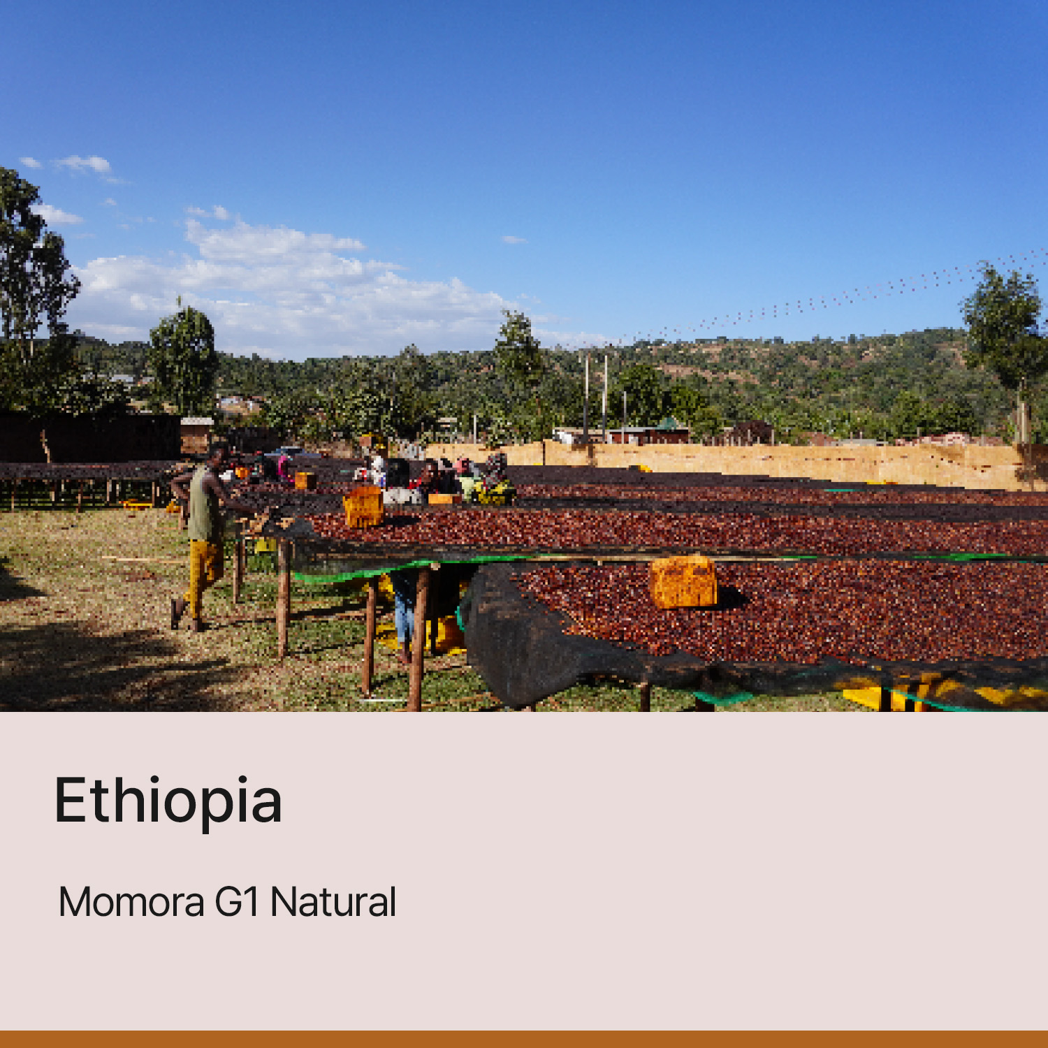 [에티오피아] 모모라 G1 내추럴