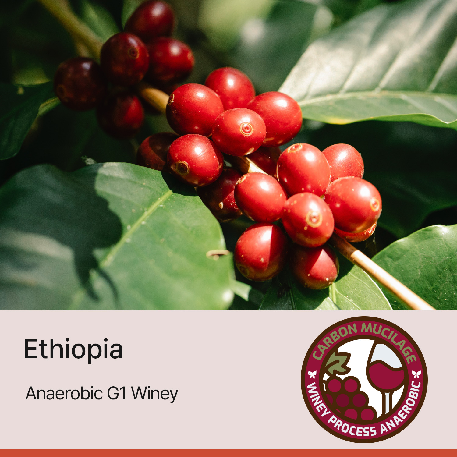 [에티오피아] 어내로빅 G1 와이니