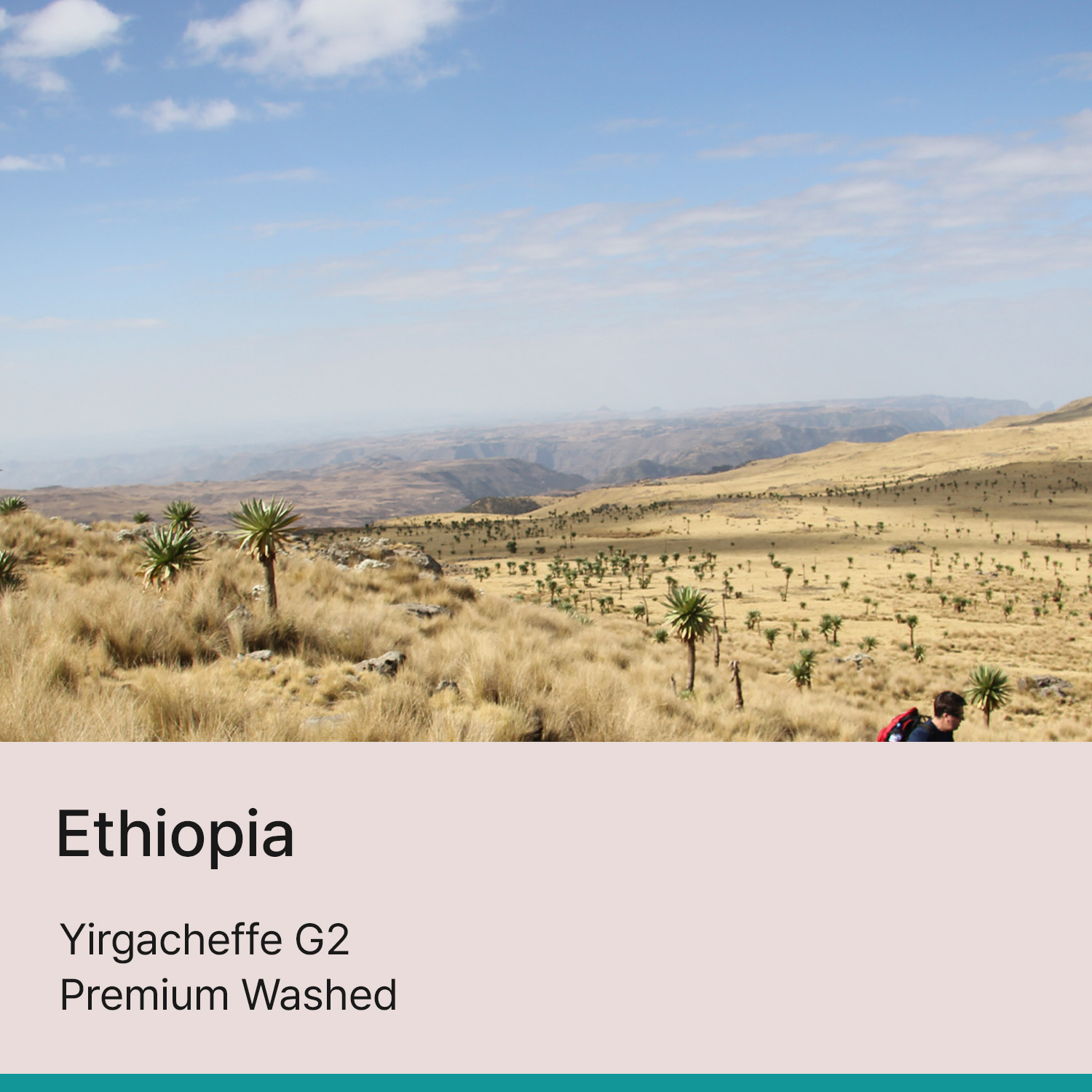 [에티오피아] 예가체프 G2 프리미엄 워시드
