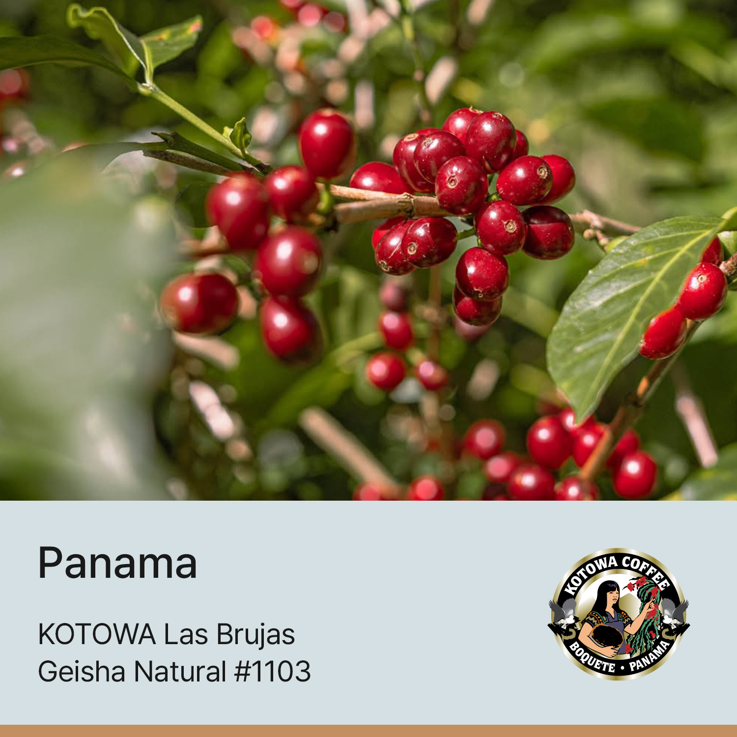 [파나마] 카페 코토와 라스브루하스 내추럴 #1103