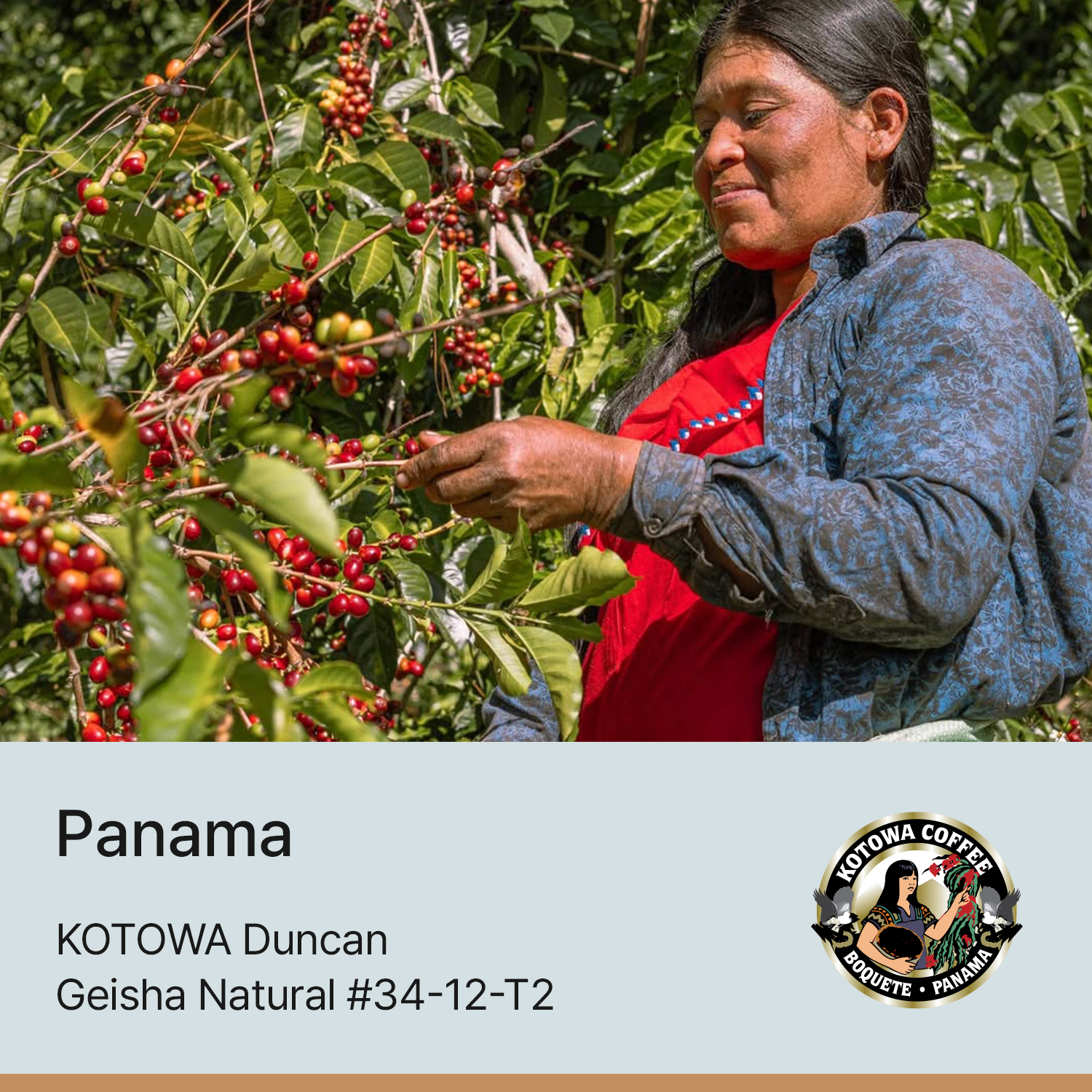 [파나마] 카페 코토와 던칸 내추럴 #34-12-T2