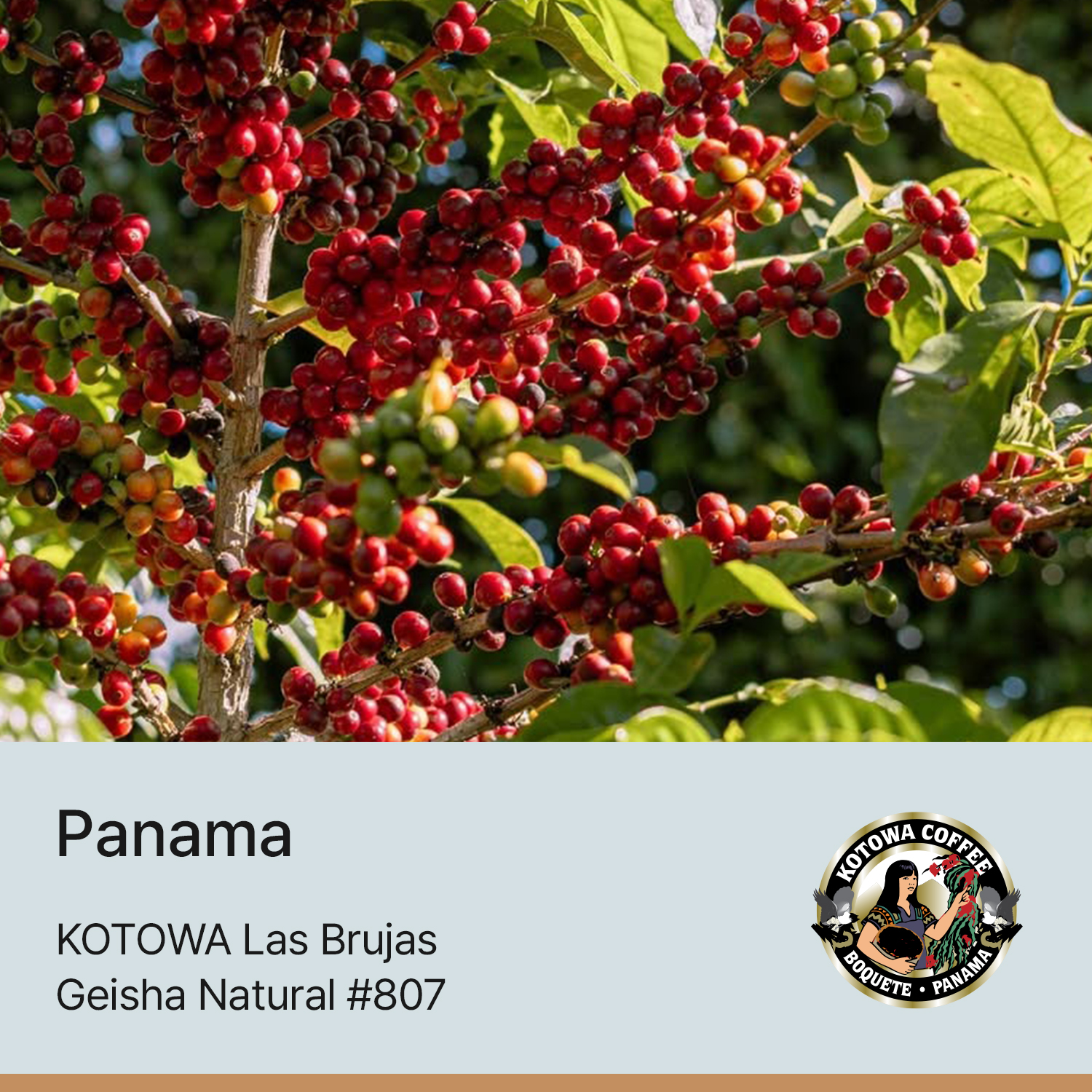 [파나마] 카페 코토와 라스브루하스 내추럴 #807