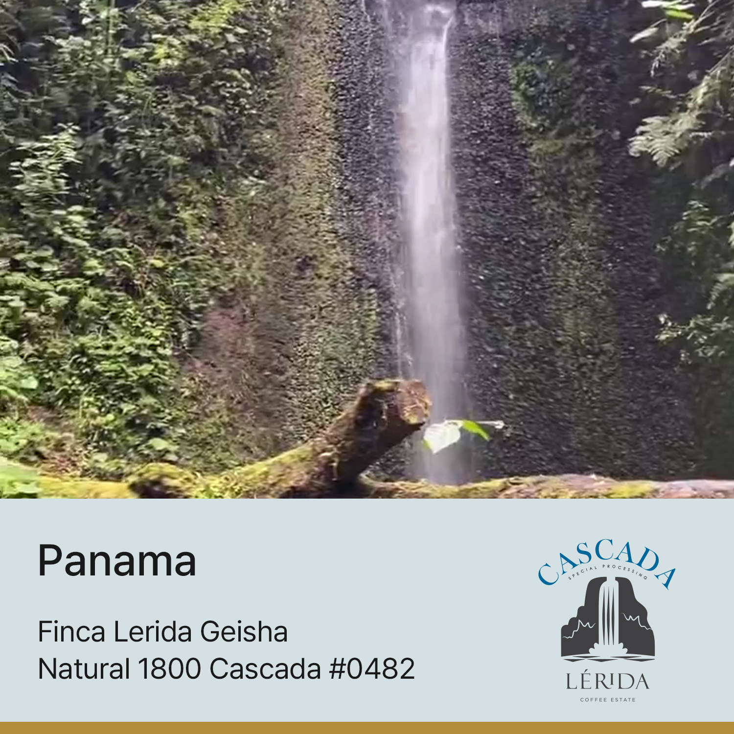 [파나마] 핀카 레리다 게이샤 내추럴 Cascada #0482