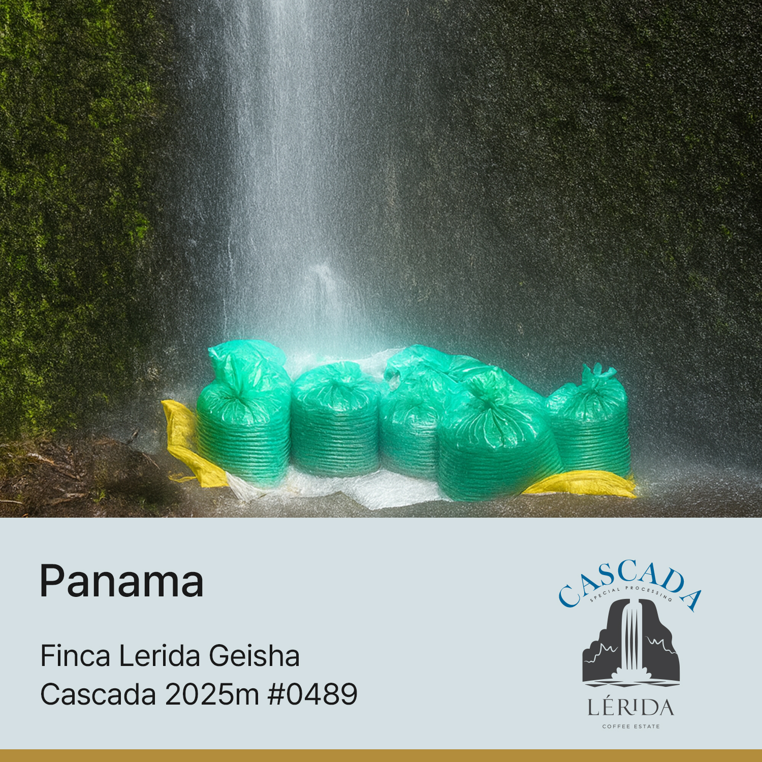 [파나마] 핀카 레리다 게이샤 내추럴 2025m Cascada #0489