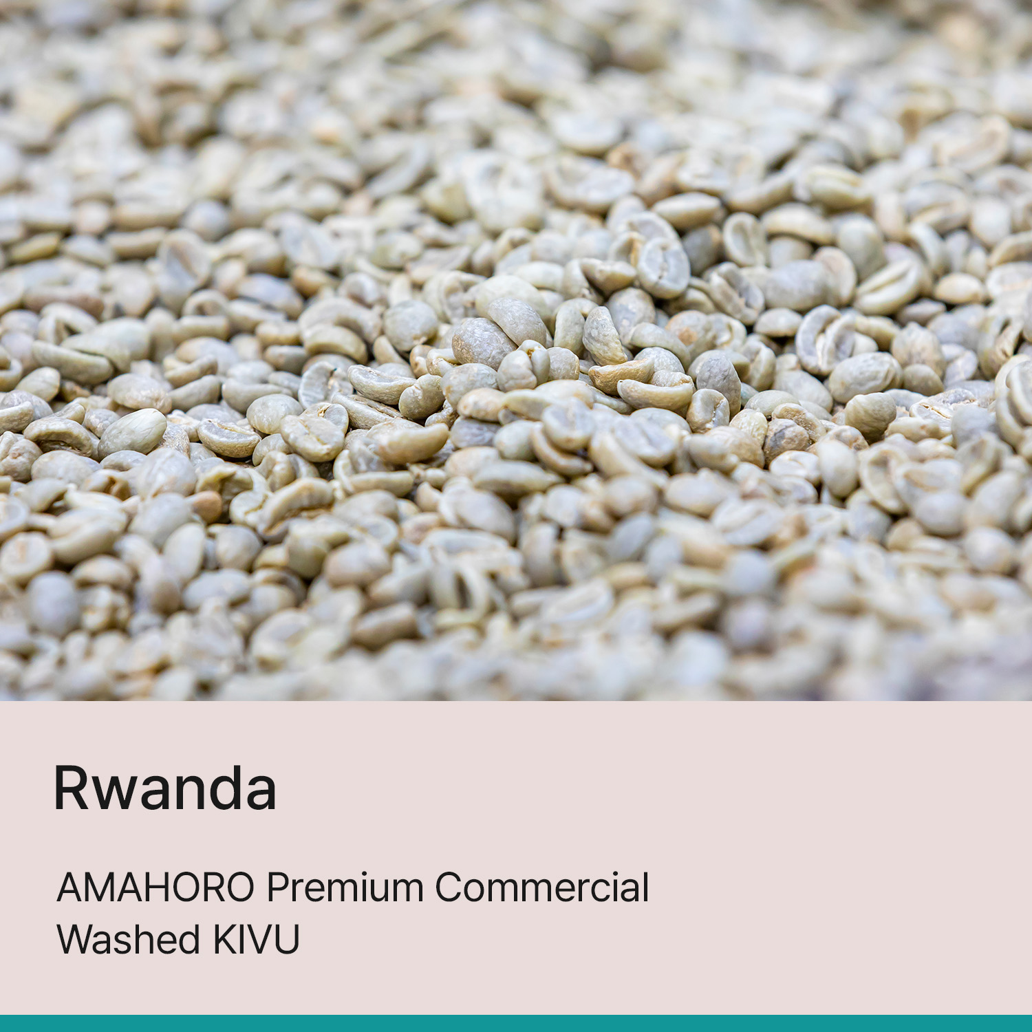 [르완다] 아마호로 프리미엄 커머셜 워시드 키부