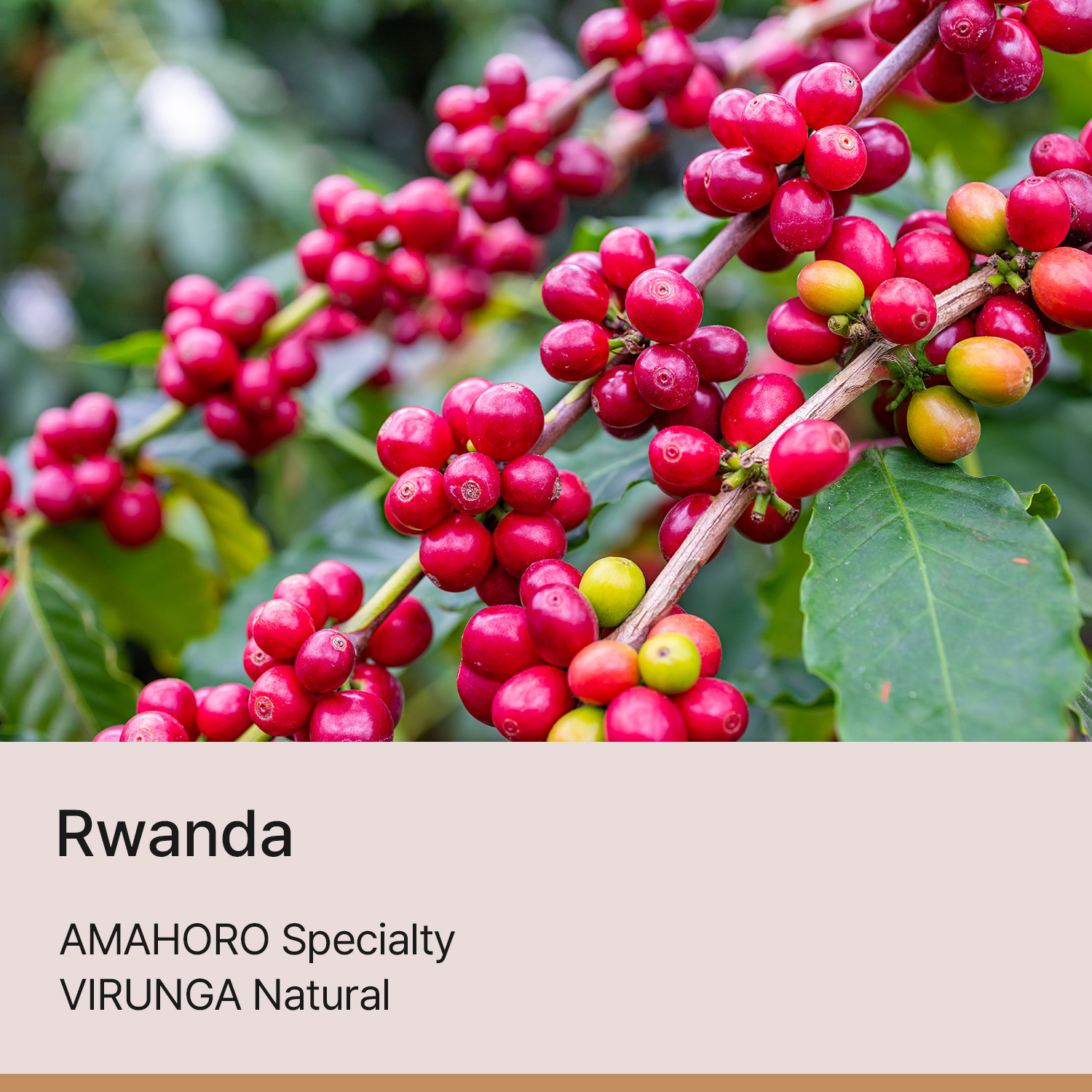[르완다] 아마호로 스페셜티 비룽가 내추럴