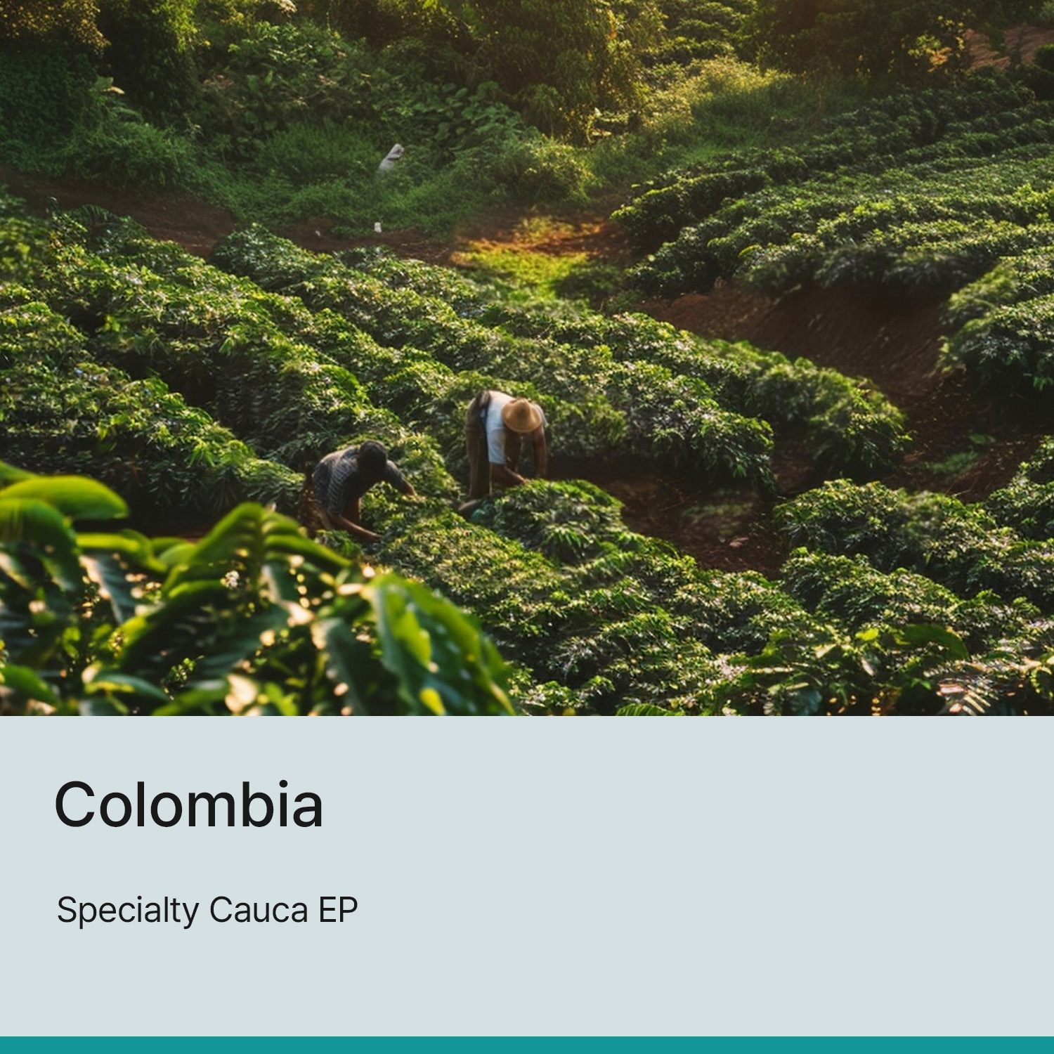 [콜롬비아] 스페셜티 카우카 EP