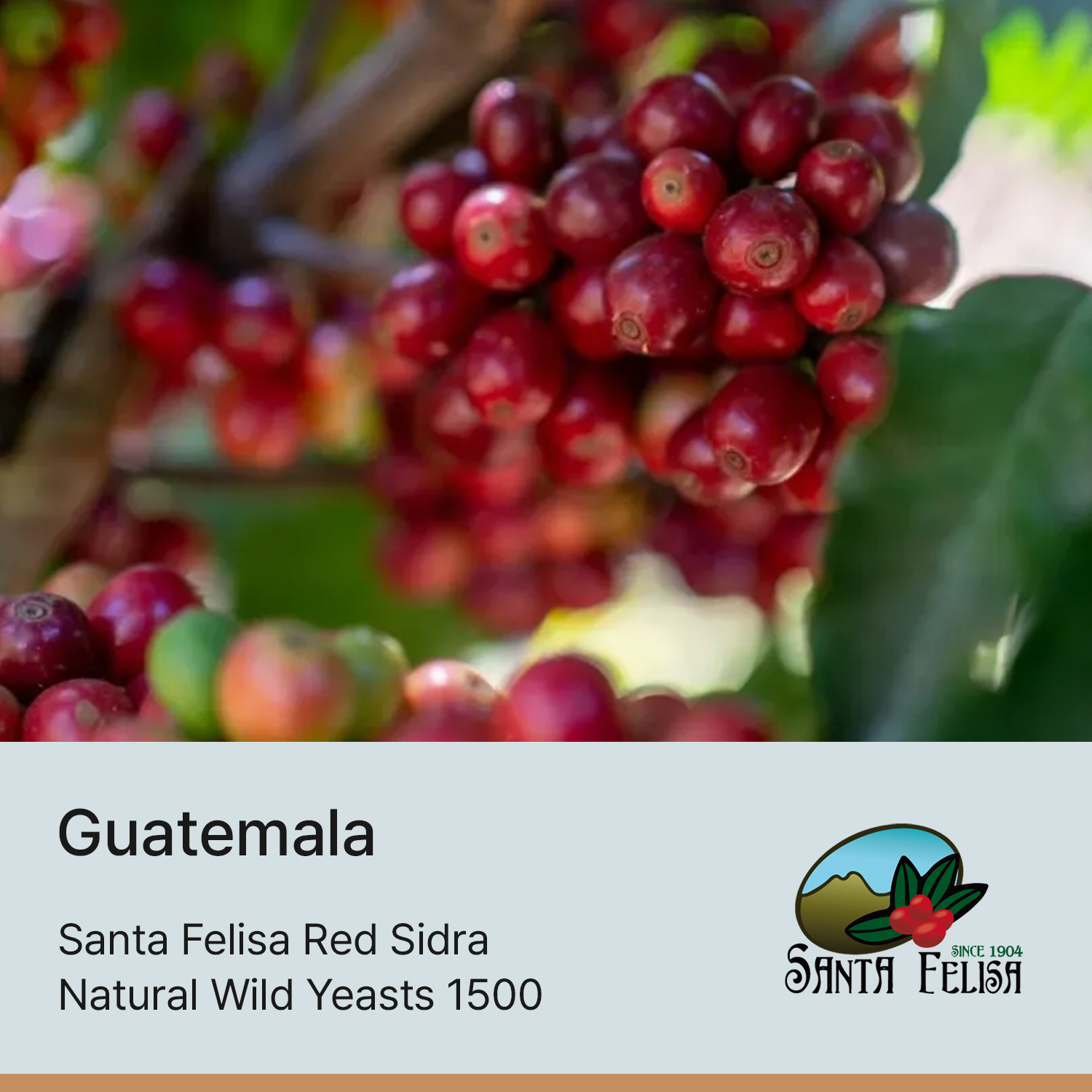 [과테말라] 산타펠리사 레드 시드라 내추럴 와일드 이스트 1500
