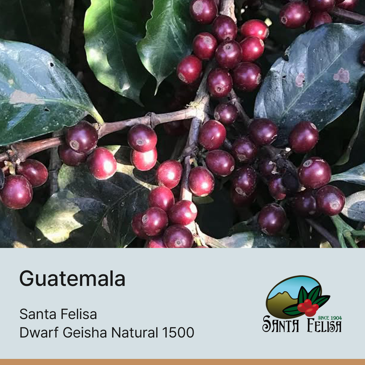 [과테말라] 산타펠리사 드워프 게이샤 내추럴 1500