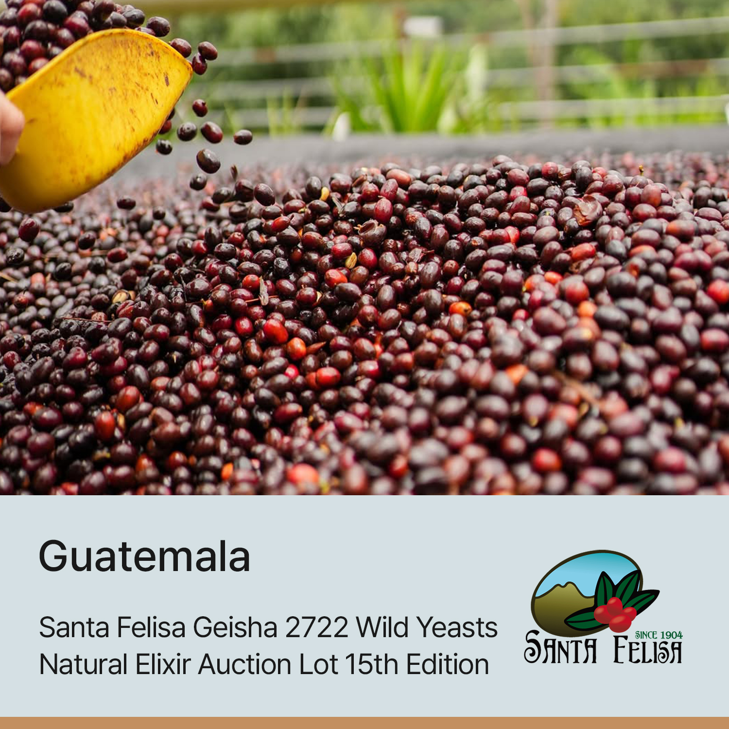[과테말라] 산타펠리사 게이샤 2722 와일드 이스트 내추럴 엘릭서