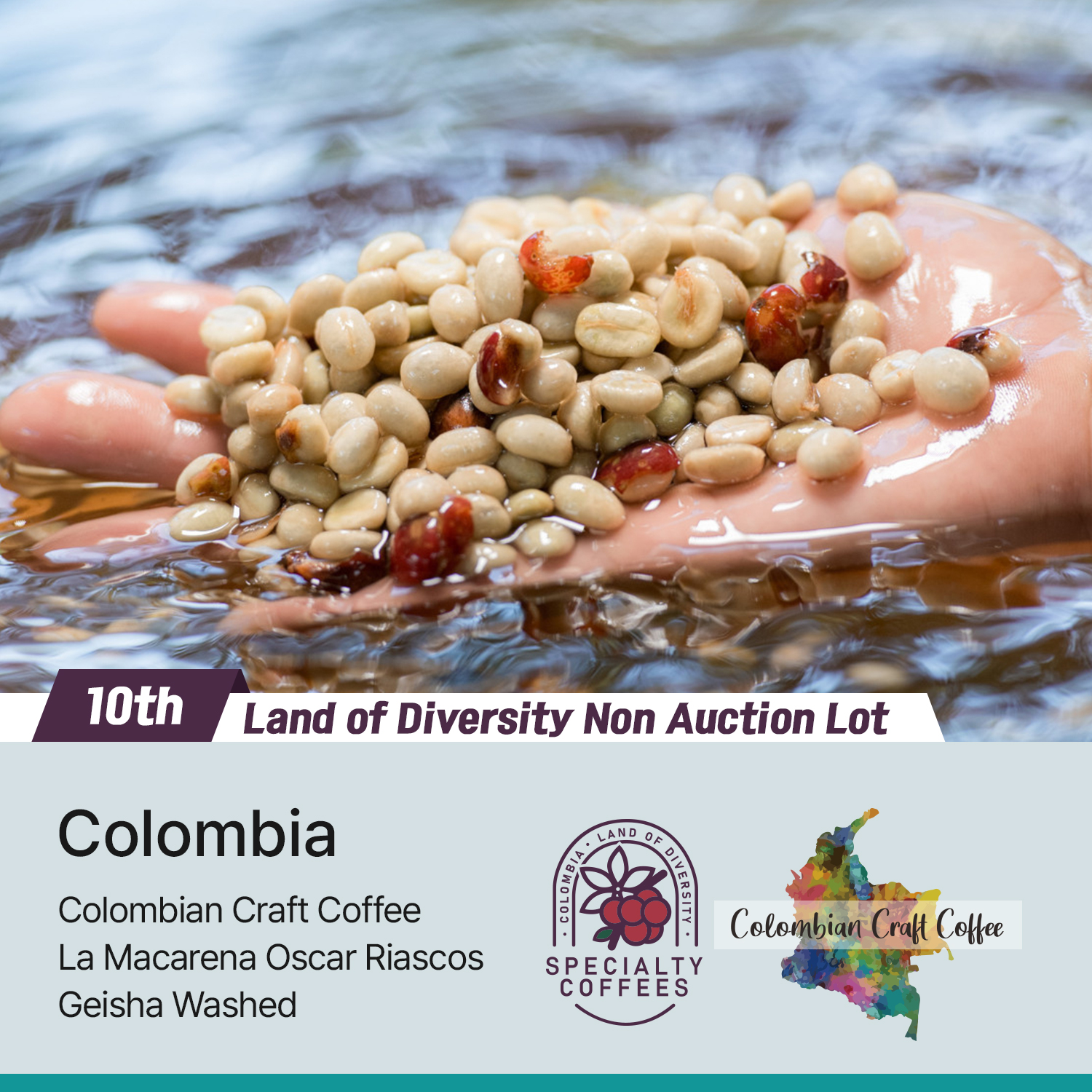 [콜롬비아] 라 마카레나 오스카 리아스코스 게이샤 워시드