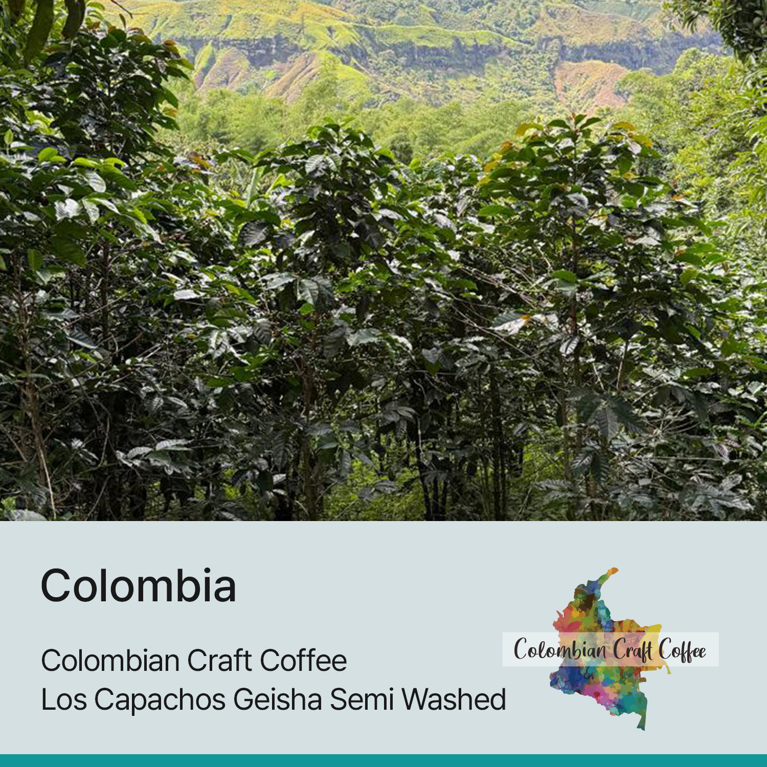 [콜롬비아] 로스 카파초스 게이샤 세미 워시드