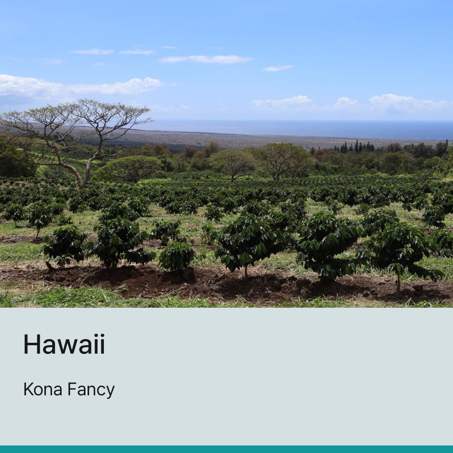 [하와이]하와이안 코나 팬시