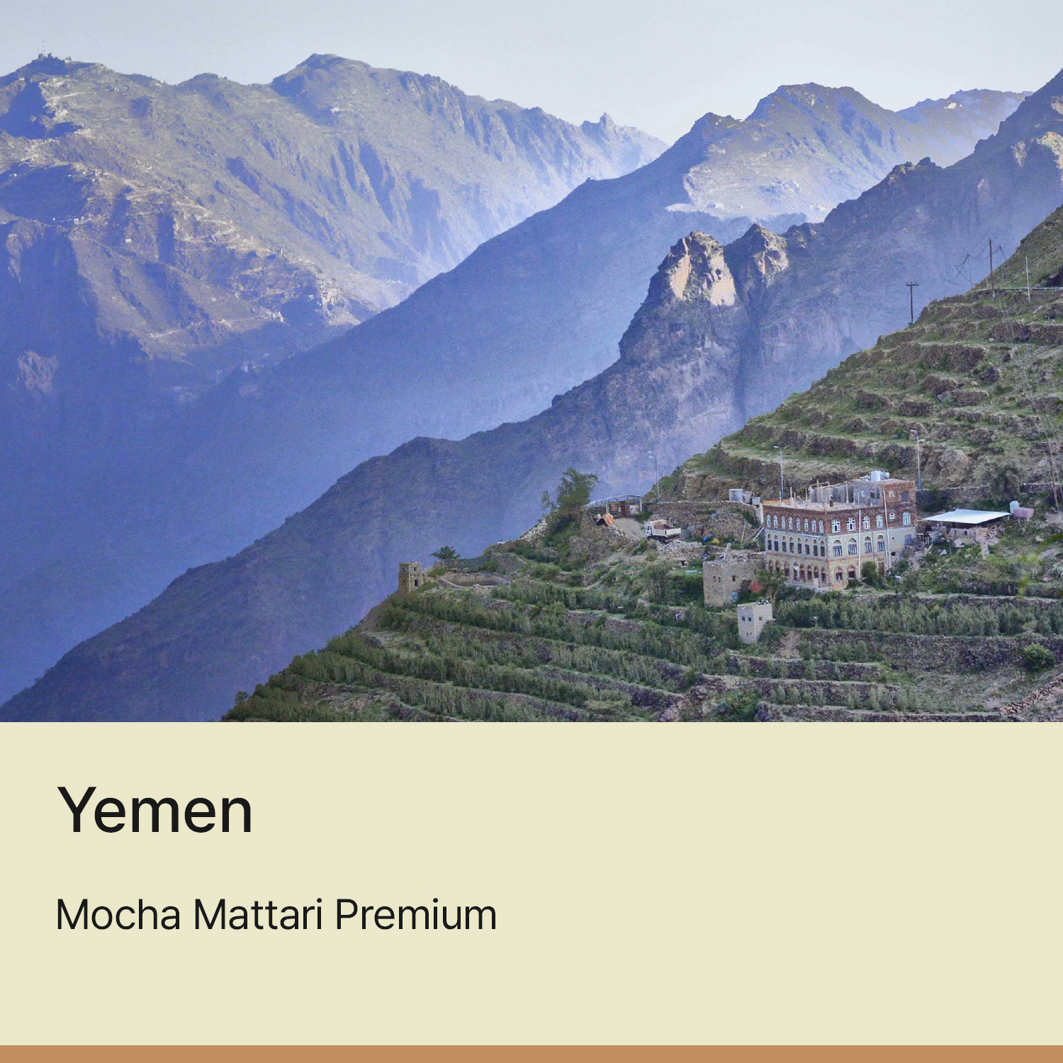 [예멘] 마타리 프리미엄