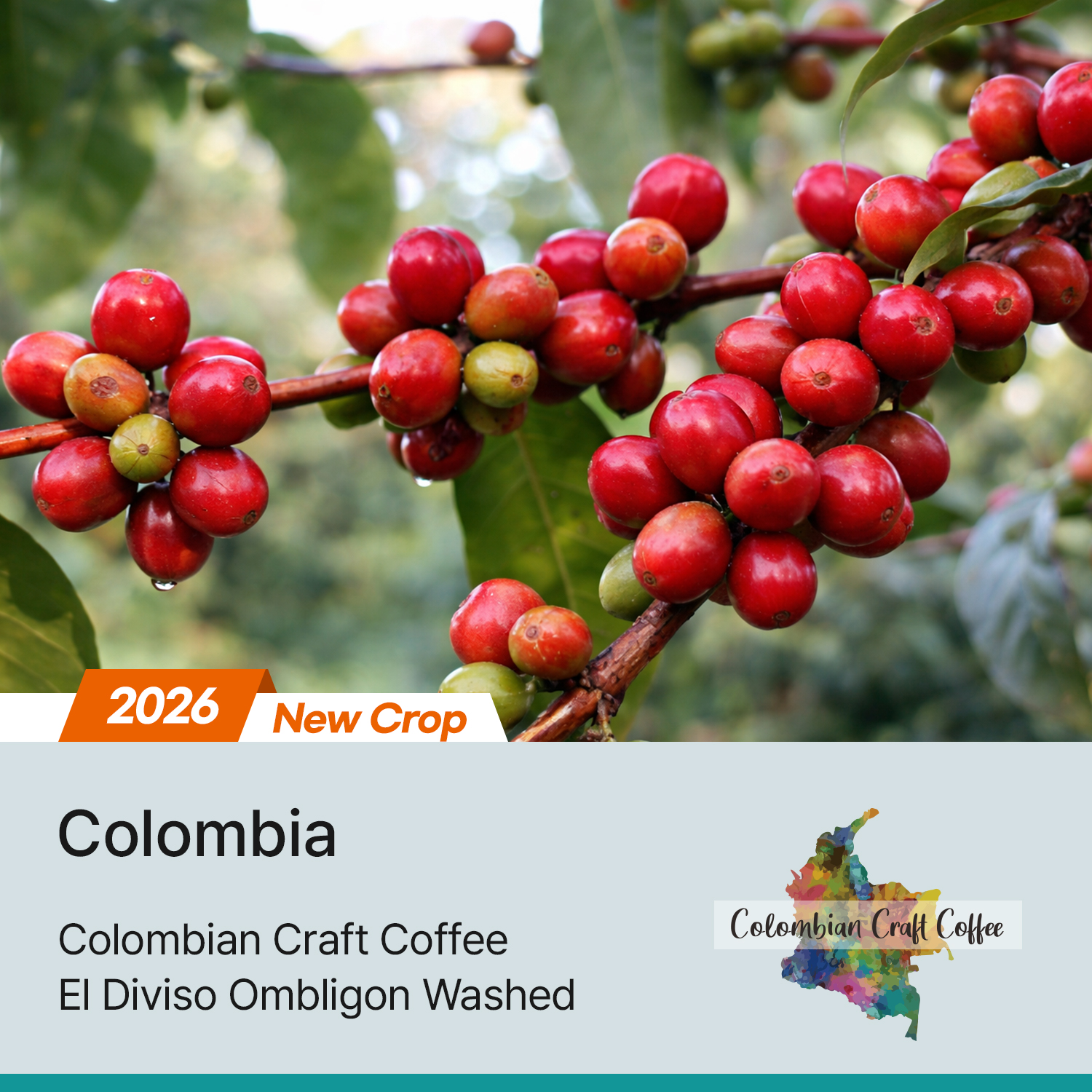 [콜롬비아] 엘 디비소 옴블리곤 워시드