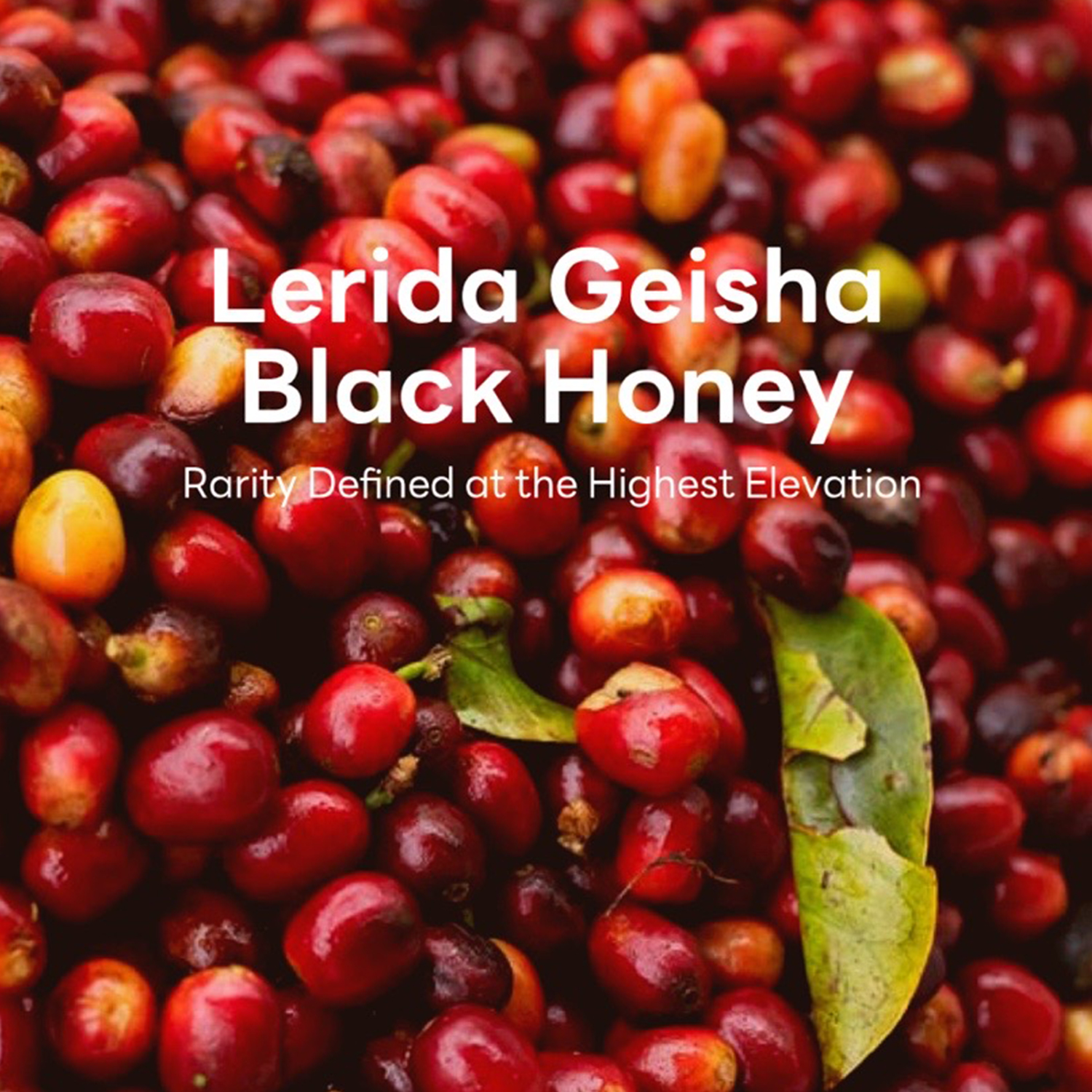 Finca Lerida Panama Geisha Black Honey 2025 #0454