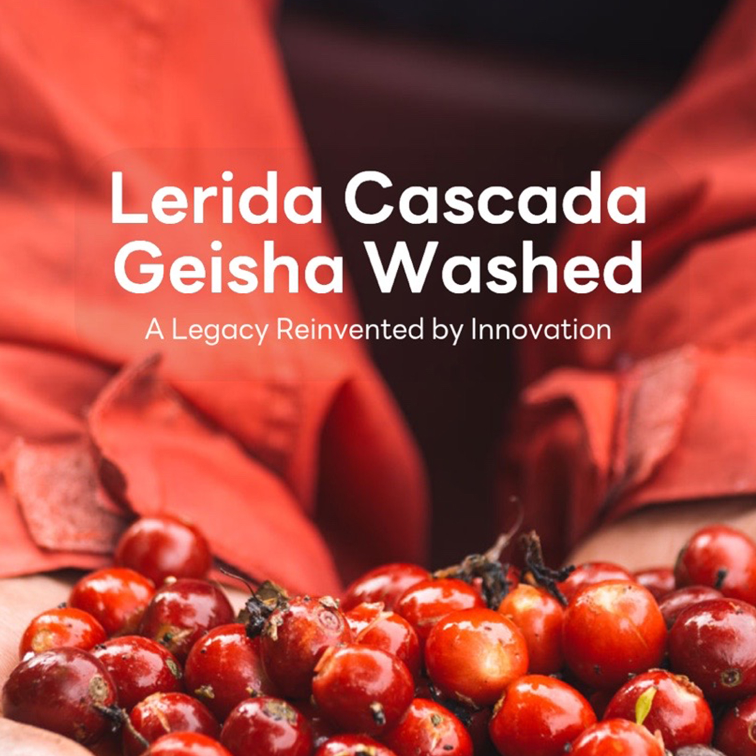 Finca Lerida Panama Geisha Washed 1800 Cascada #0480