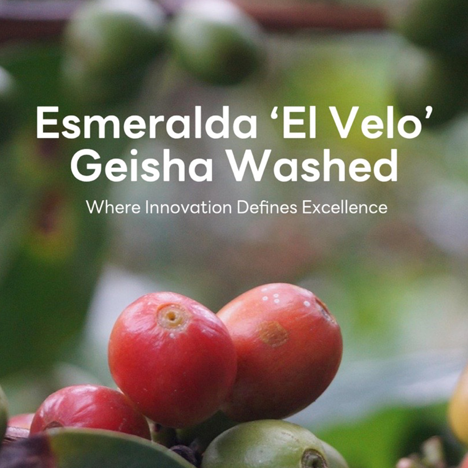 La Esmeralda Panama El Velo Geisha Natural