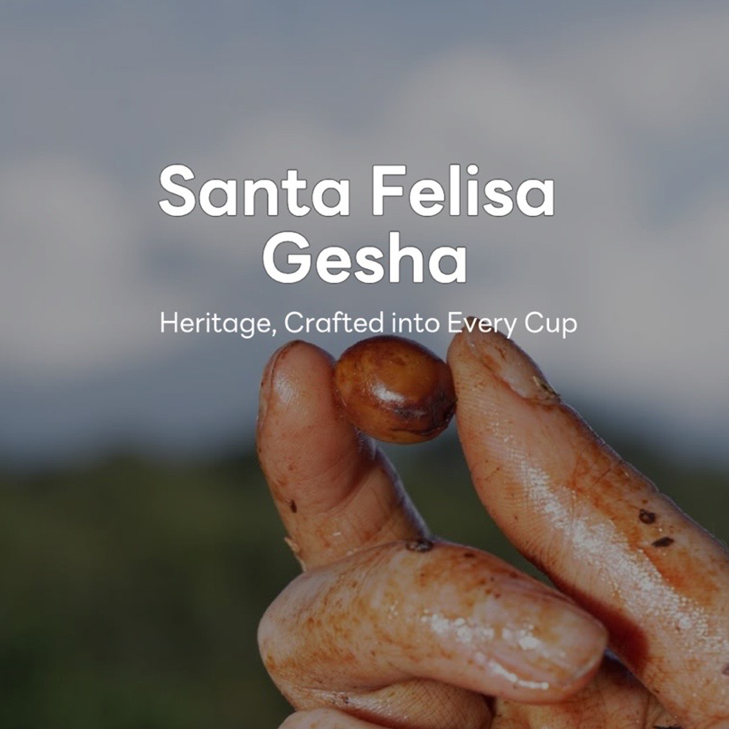 Santa Felisa Guatemala Gesha 2722 Natural