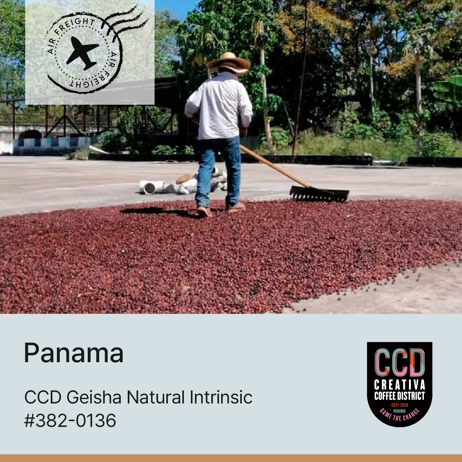 [파나마] CCD 게이샤 인트린직 #382-0136