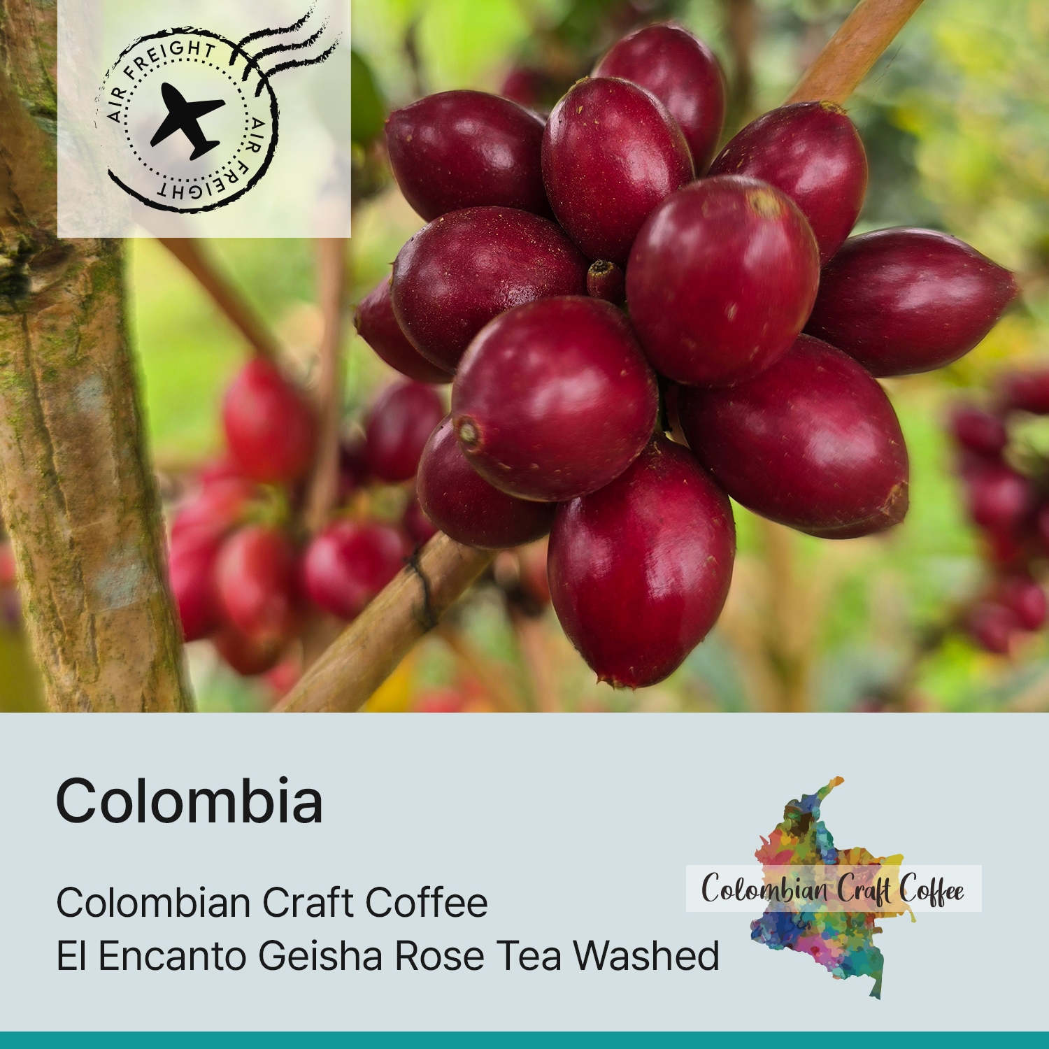 [콜롬비아] 엘 엔칸토 게이샤 로즈 티 워시드