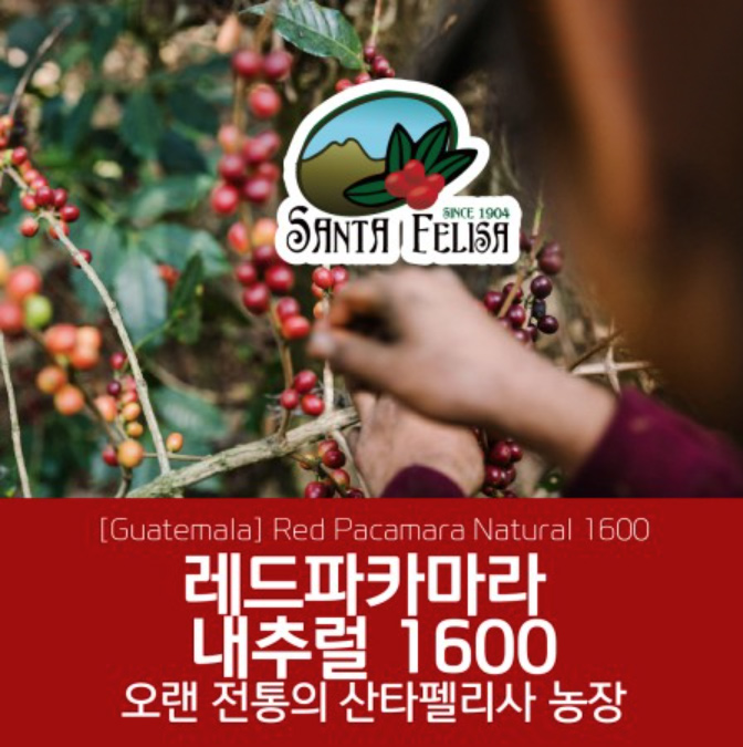 [과테말라][산타펠리사] 레드 파카마라 내추럴 1600