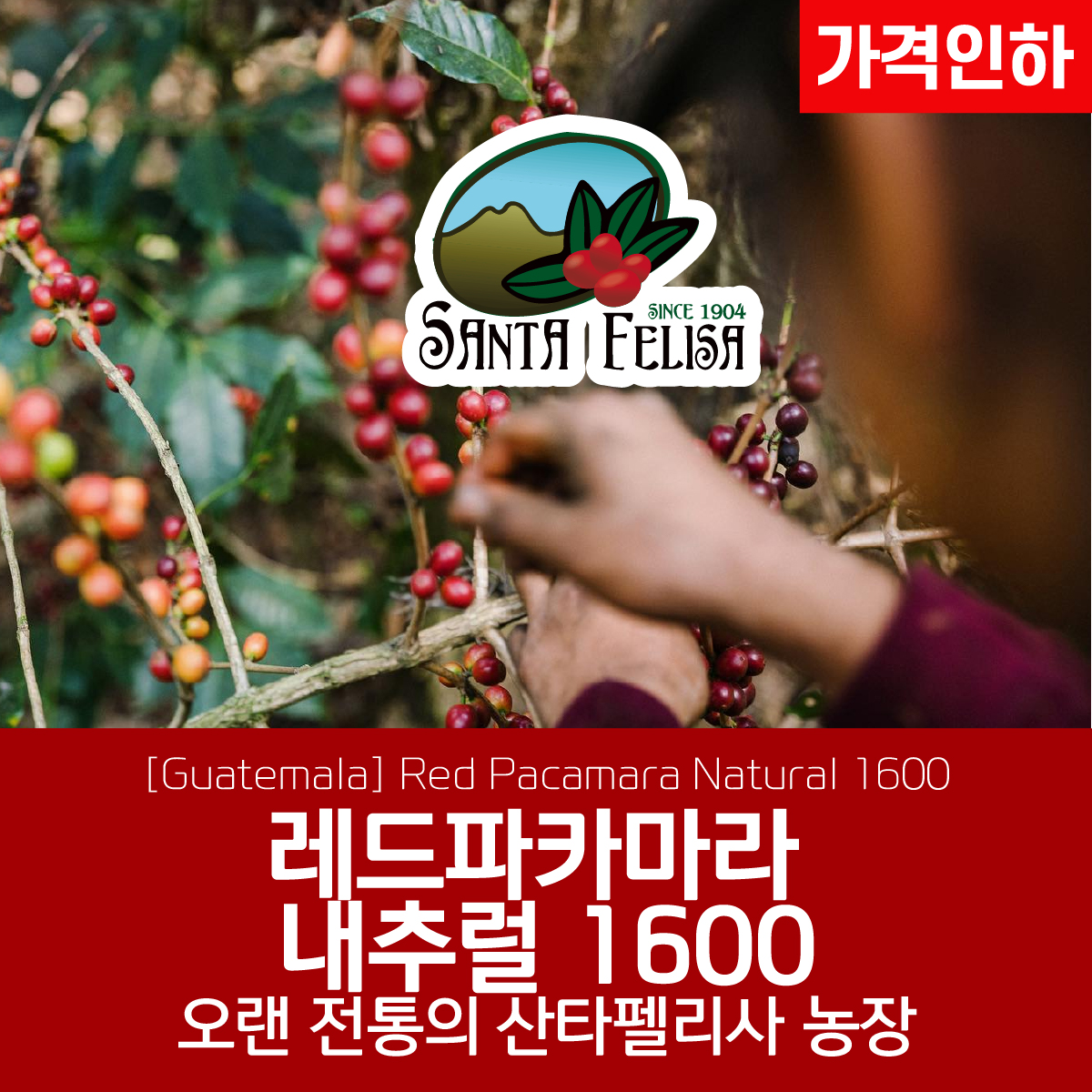 [과테말라][산타펠리사] 레드 파카마라 내추럴 1600